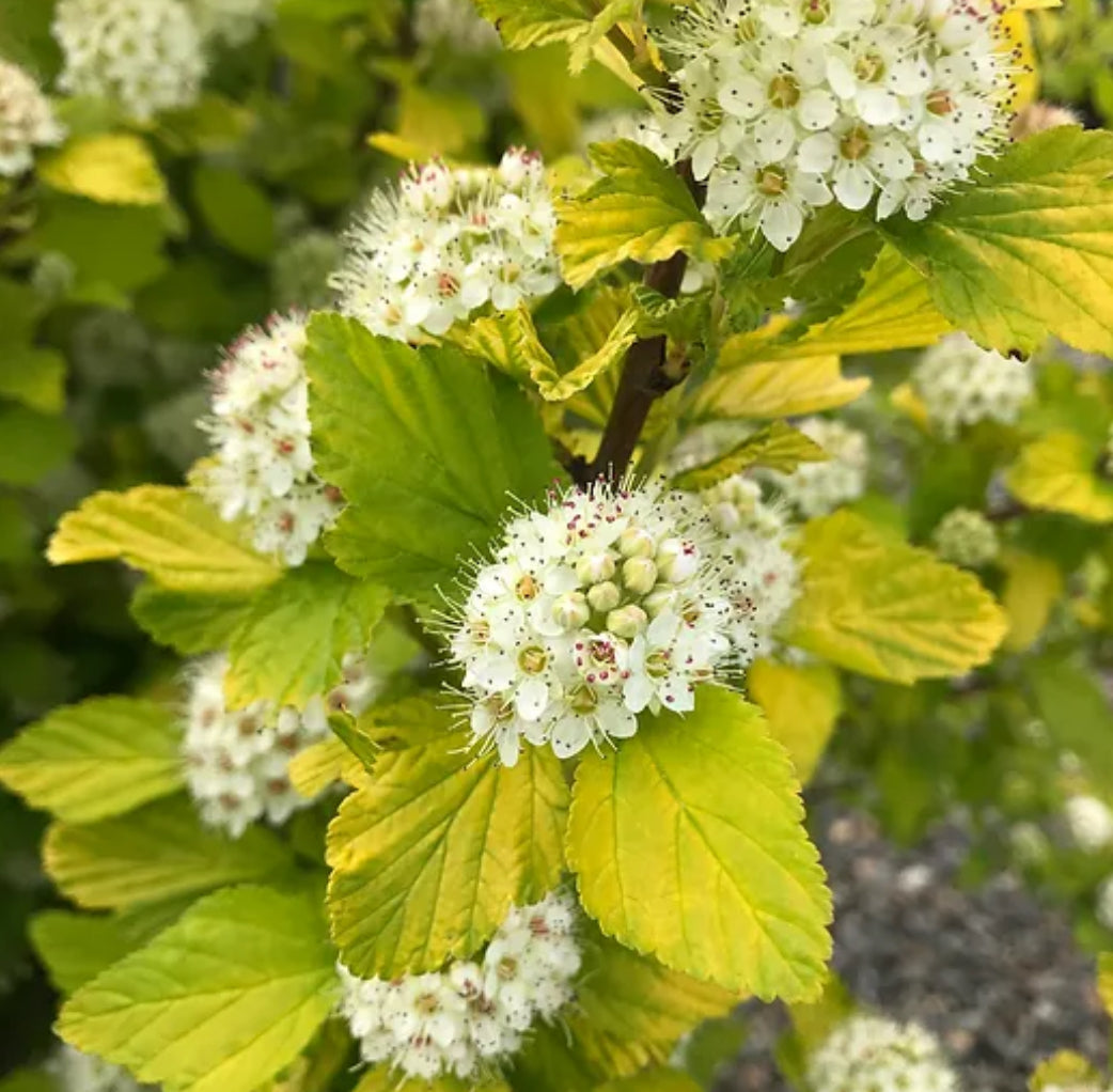 *RETAIL - Physocarpus opulifolius 'Dart's Gold'