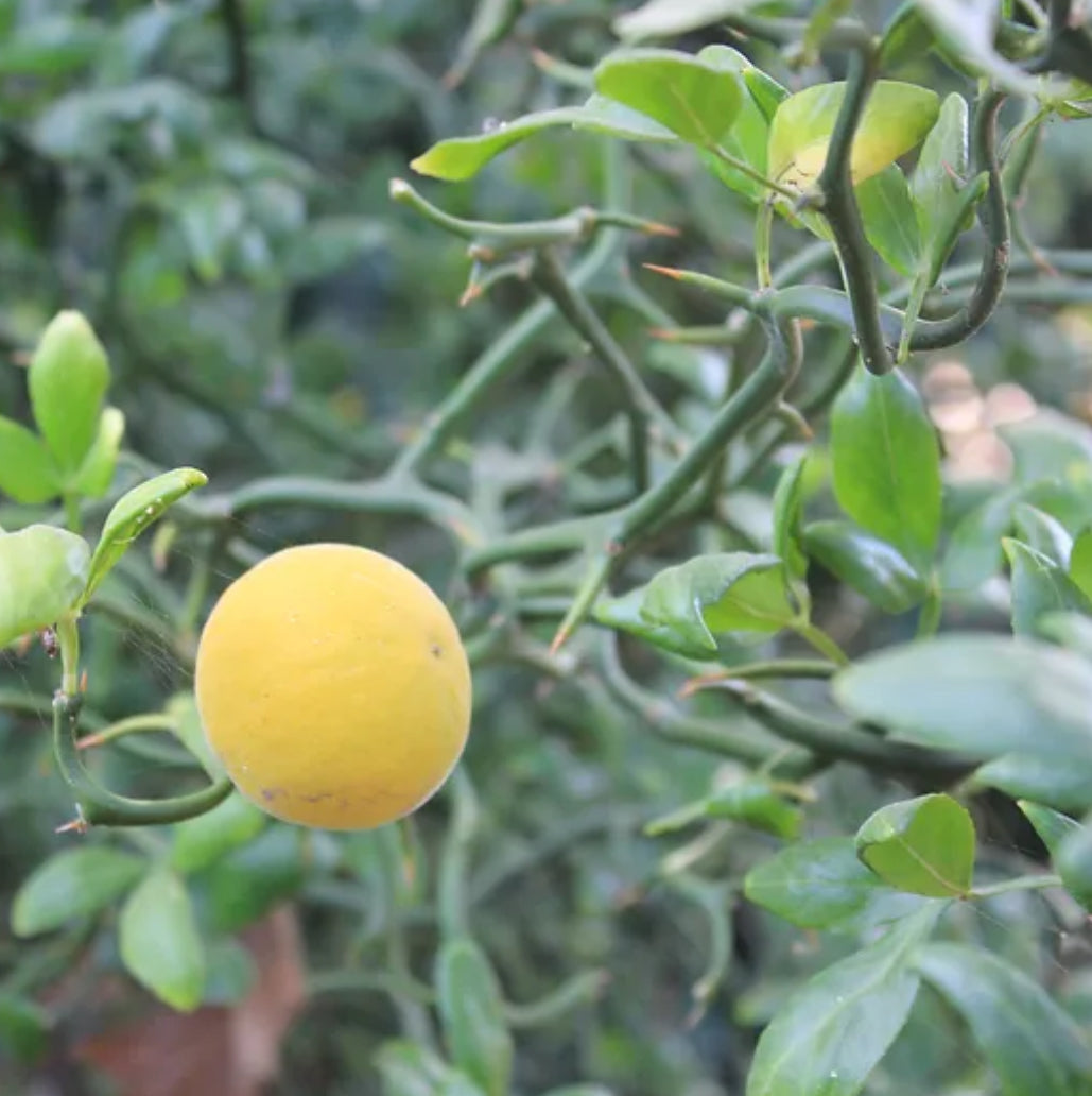 *RETAIL - Poncirus trifoliata 'Flying Dragon'