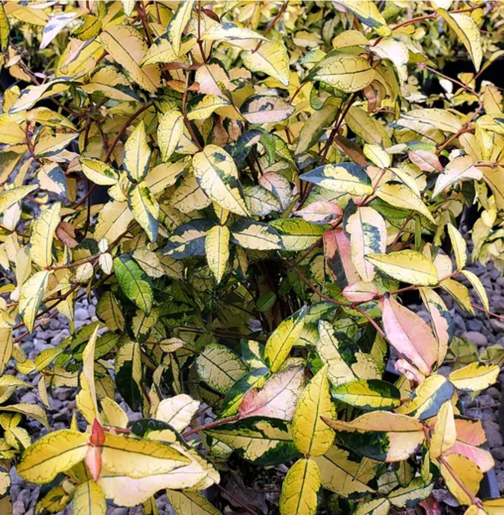 *RETAIL - Trachelospermum asiaticum 'Ogon Nishiki'