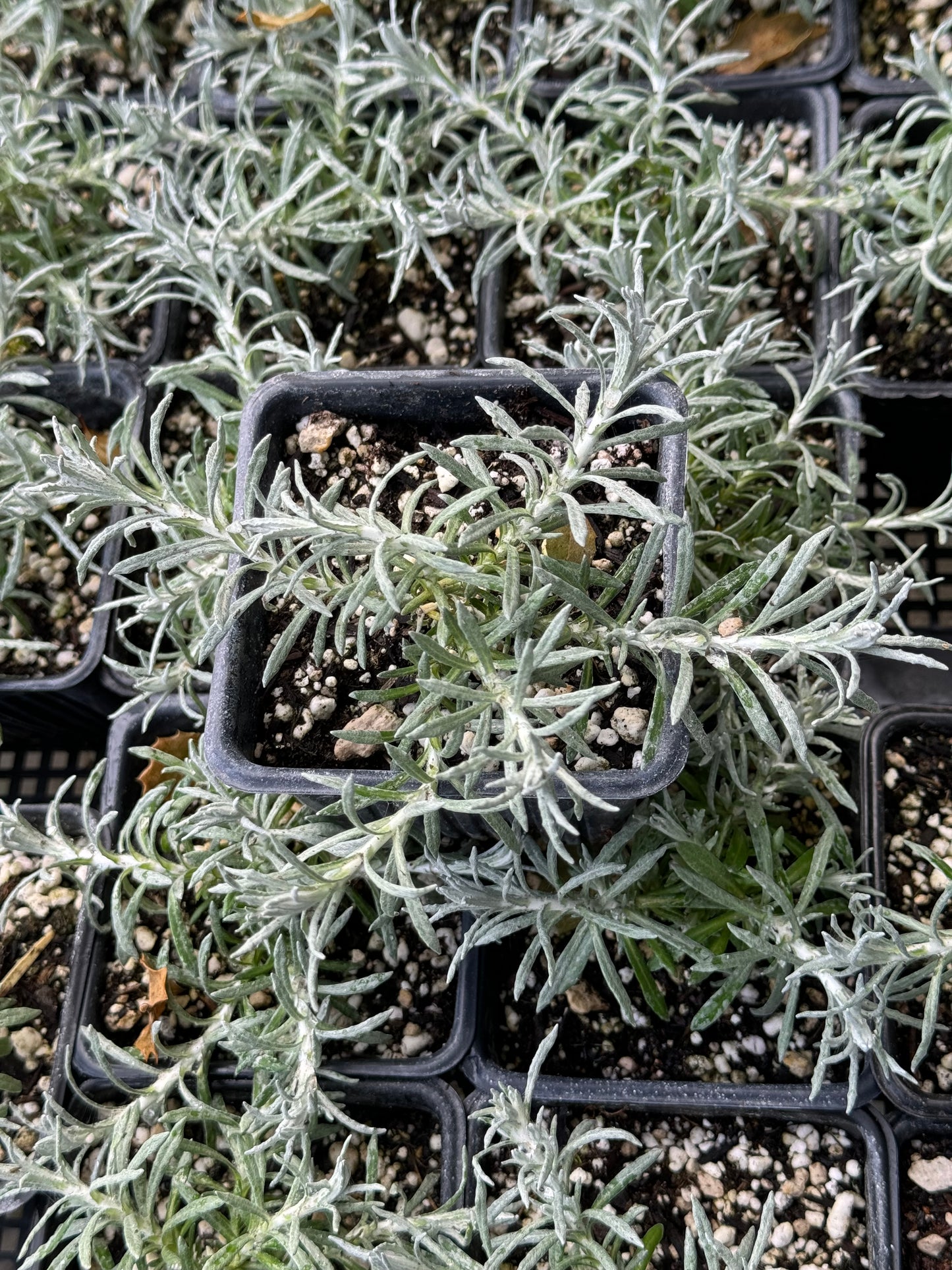 *RETAIL - Helichrysum italicum 'Silver Stitch'