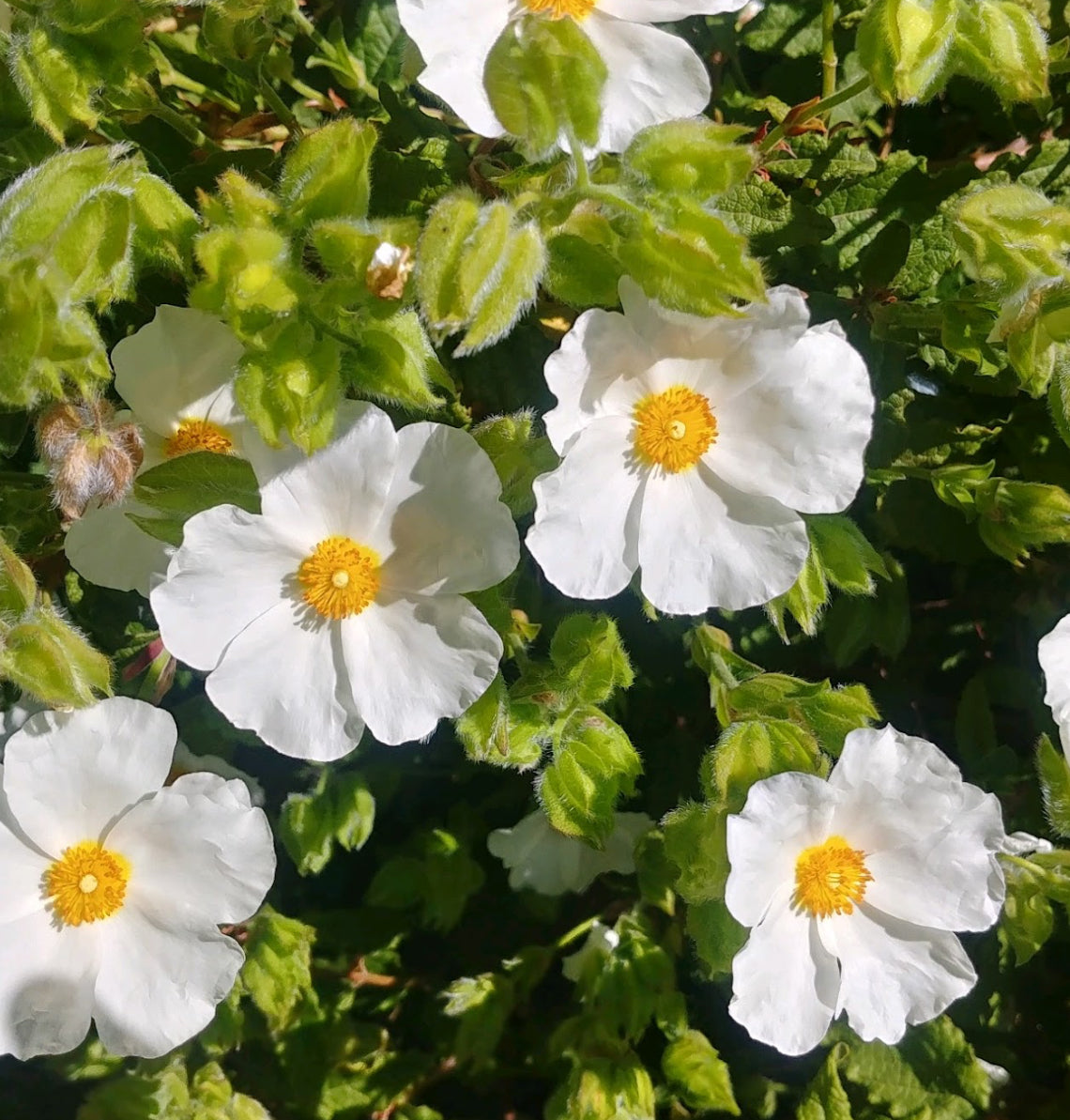 Cistus x laxus 'Snow White' Cistus Nursery