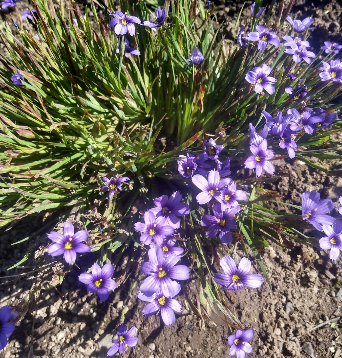 *RETAIL - Sisyrinchium 'E.K. Balls'