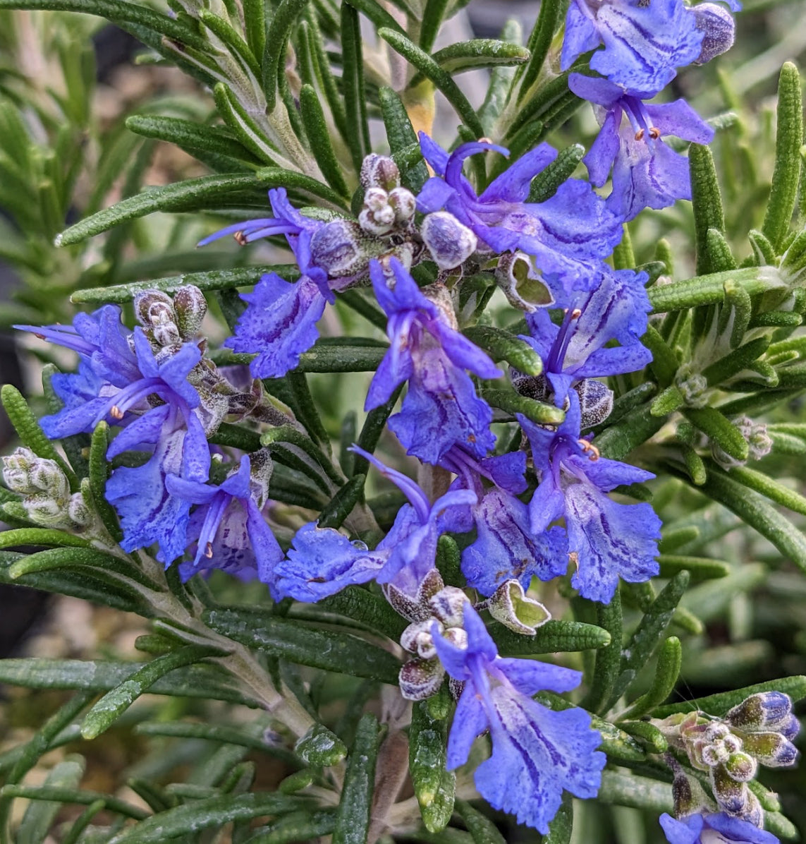 *RETAIL - Rosmarinus officinalis 'Mozart'