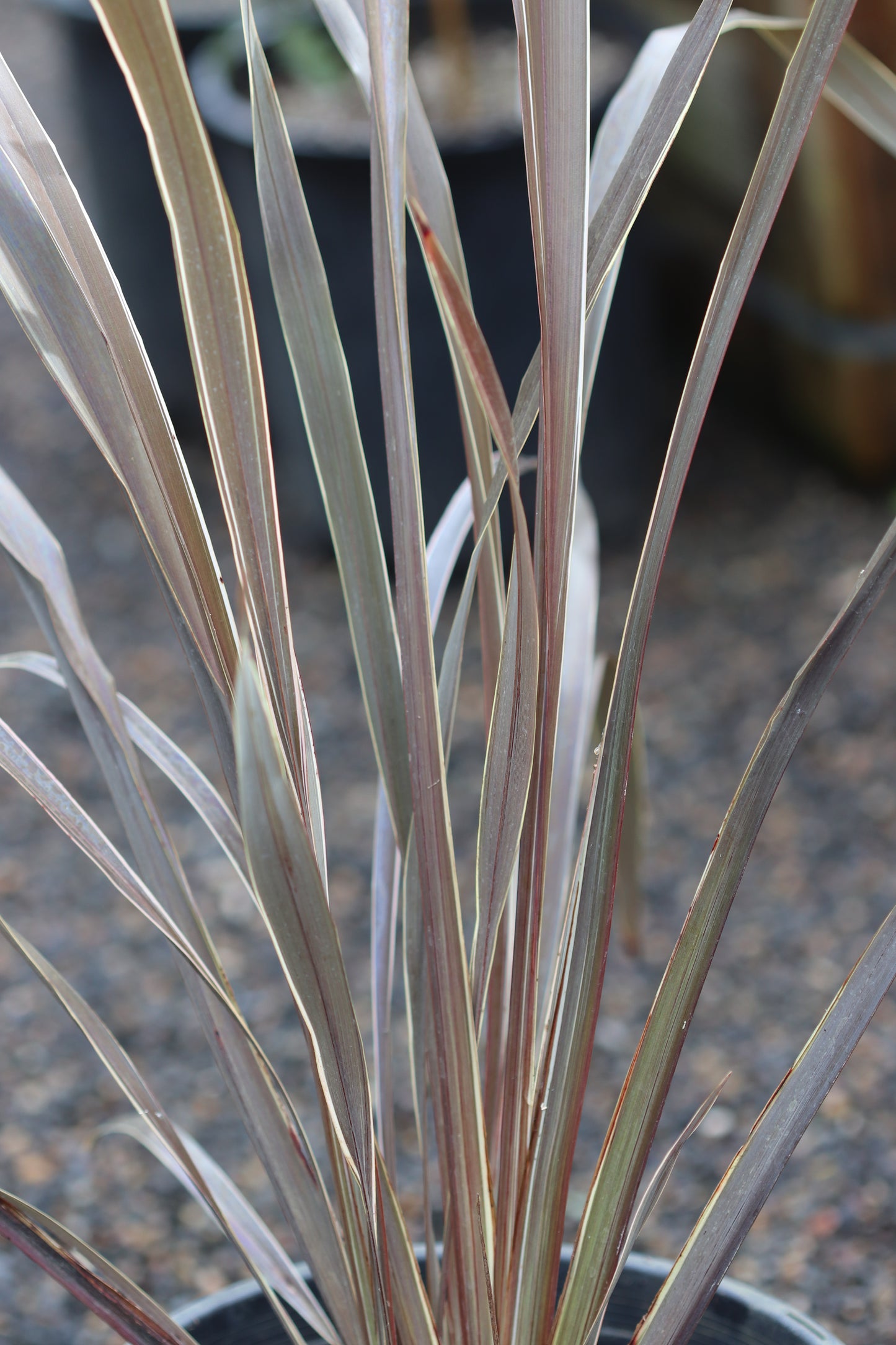 *RETAIL - Phormium 'Ed Carman'