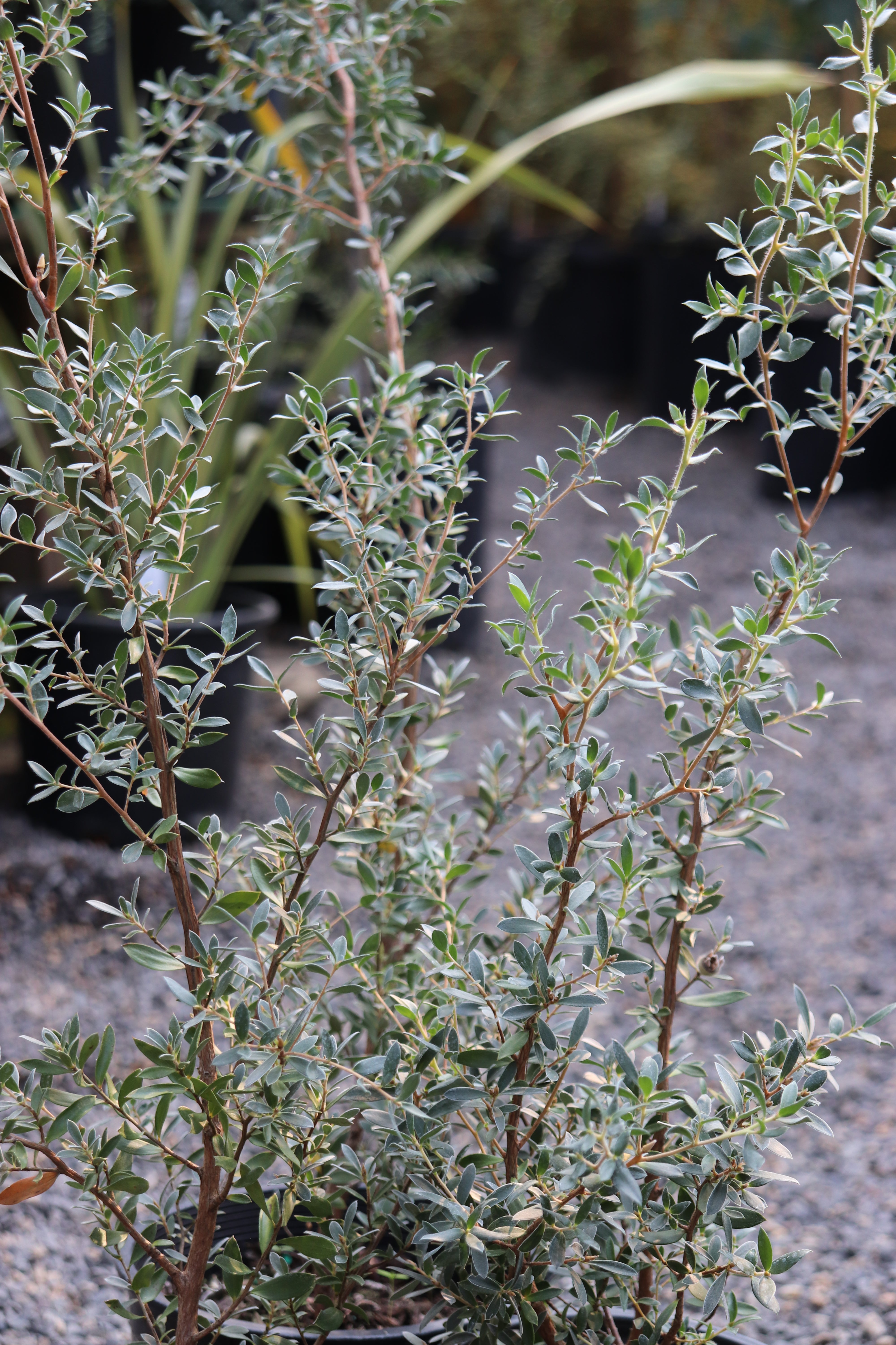 RETAIL - Leptospermum sp. [Eugene, OR - hardy] – Cistus Nursery