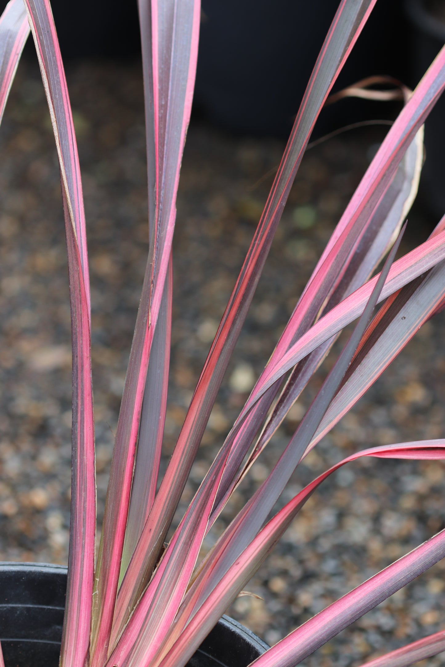 *RETAIL - Phormium tenax 'Guardsman'