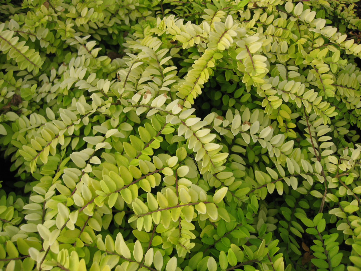 *RETAIL - Lonicera nitida 'Briloni'
