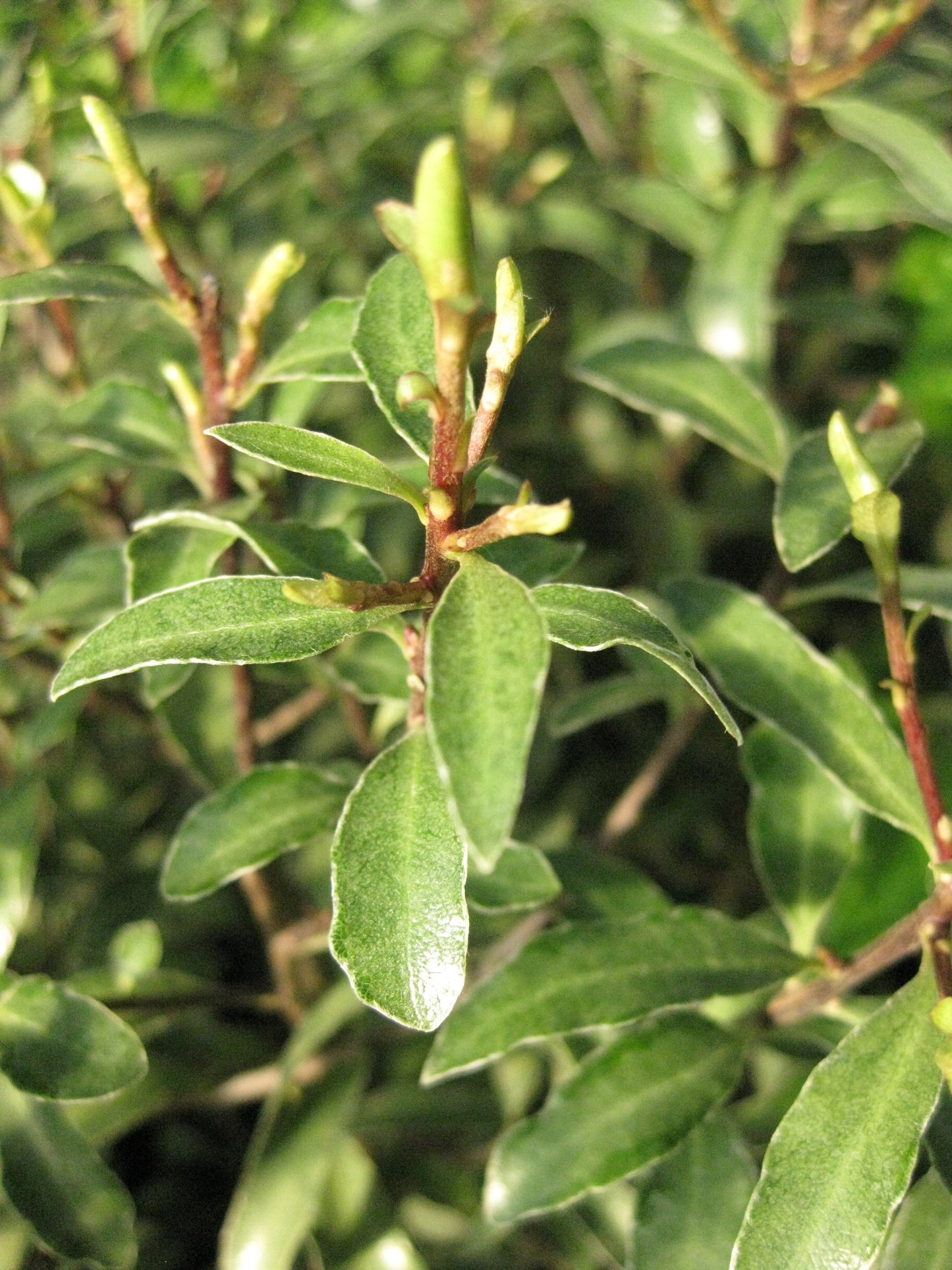 Pittosporum tenuifolium 'Grey Ghost'