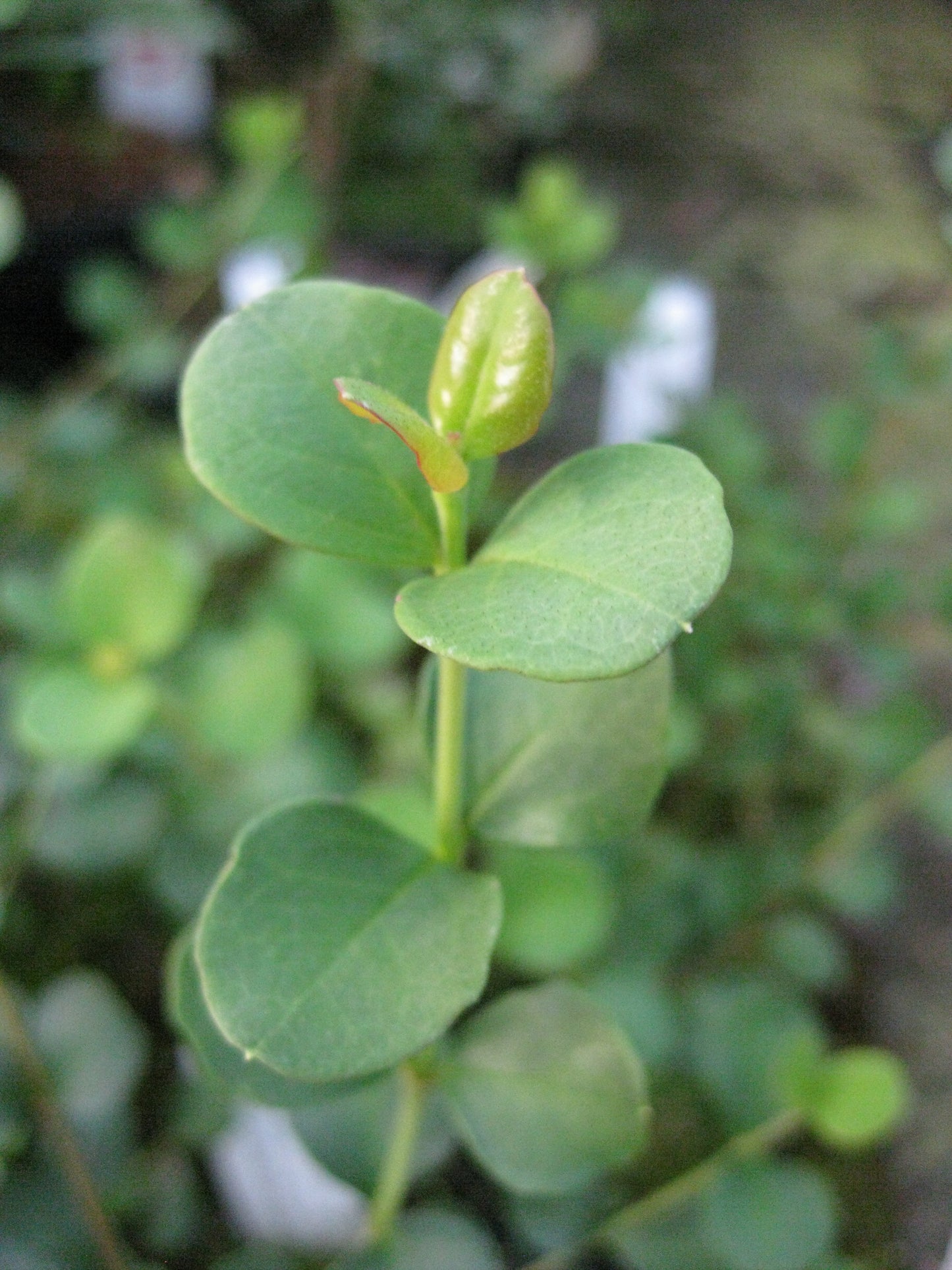 *RETAIL - Viburnum harryanum