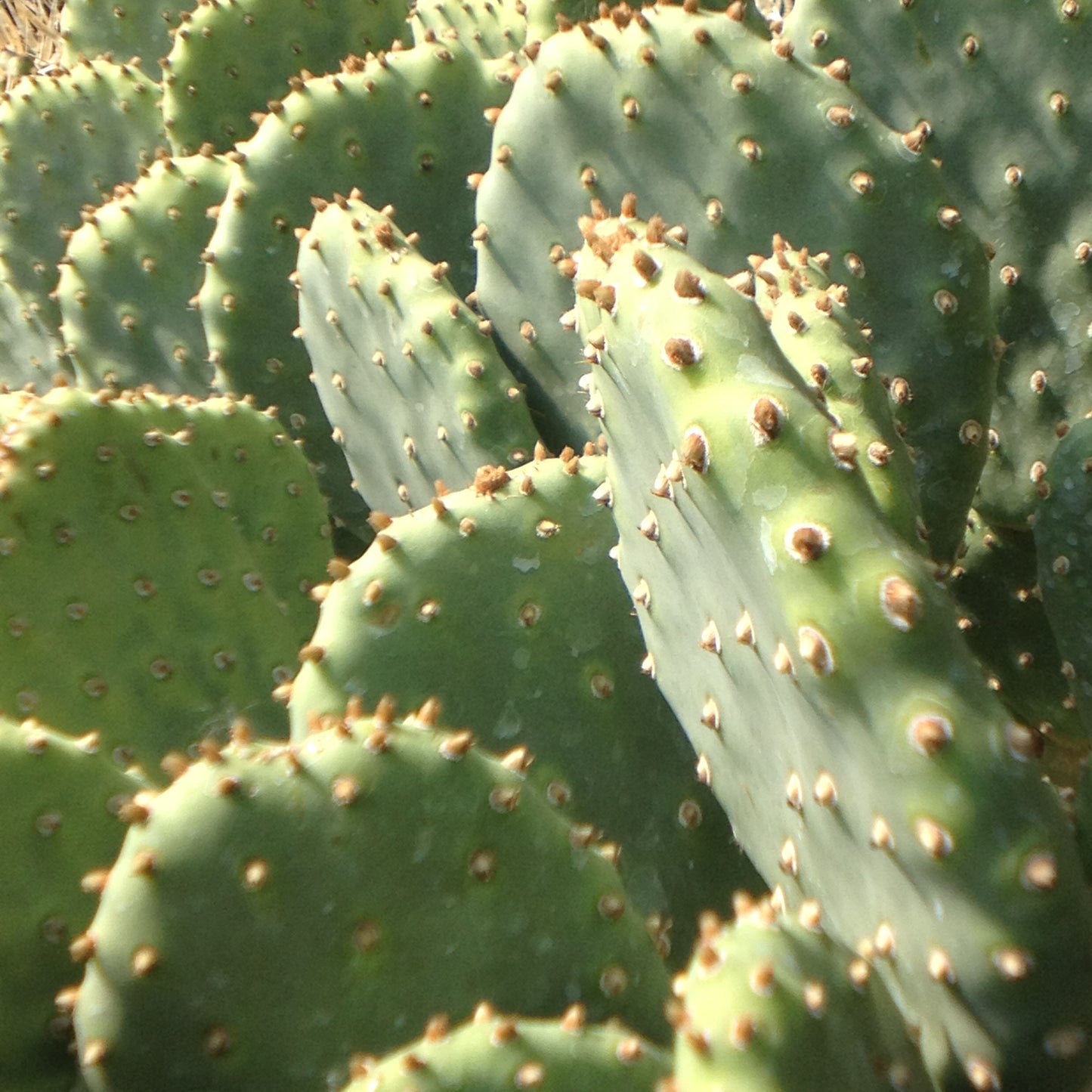Opuntia basilaris var. heilii - Type local