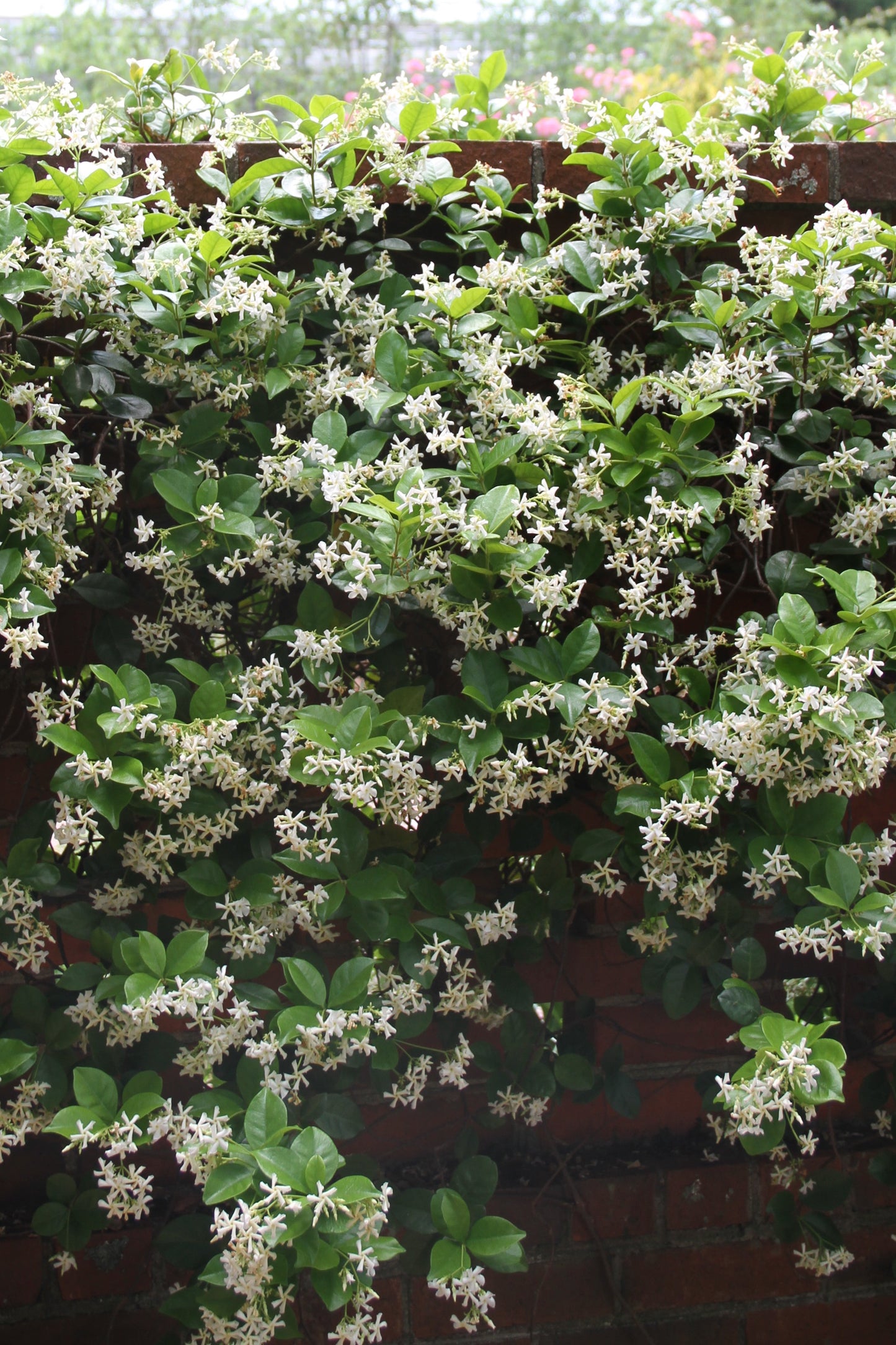 Trachelospermum jasminoides