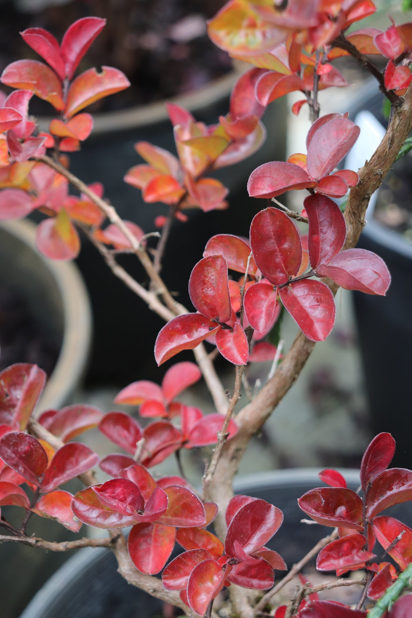 *RETAIL - Lagerstroemia 'Dark Roast'