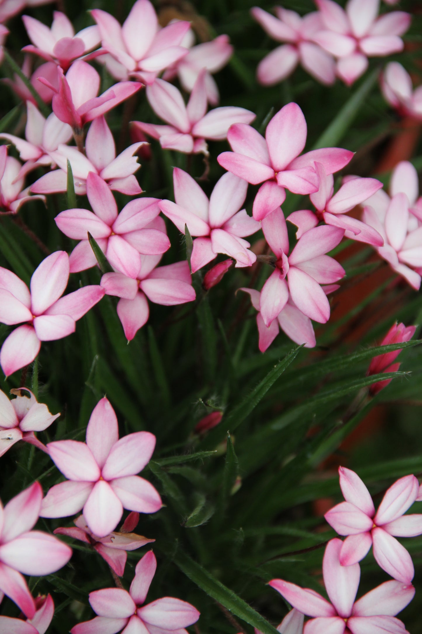 Rhodohypoxis baurii 'Pintado'
