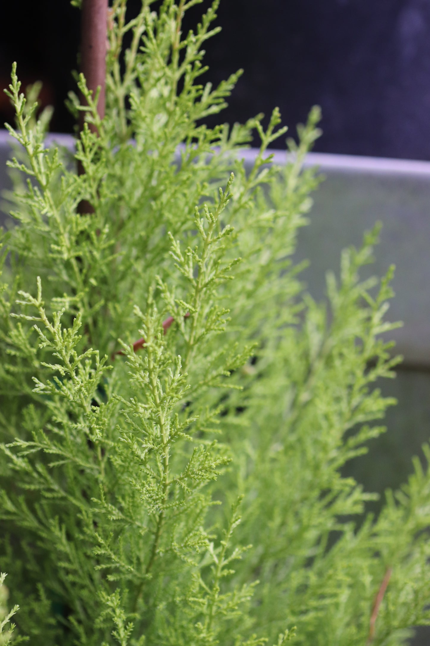 *RETAIL - Cupressus macrocarpa 'Wilma Goldcrest'