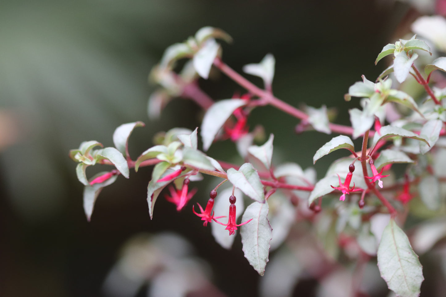 Fuchsia microphylla 'Silver Lining'