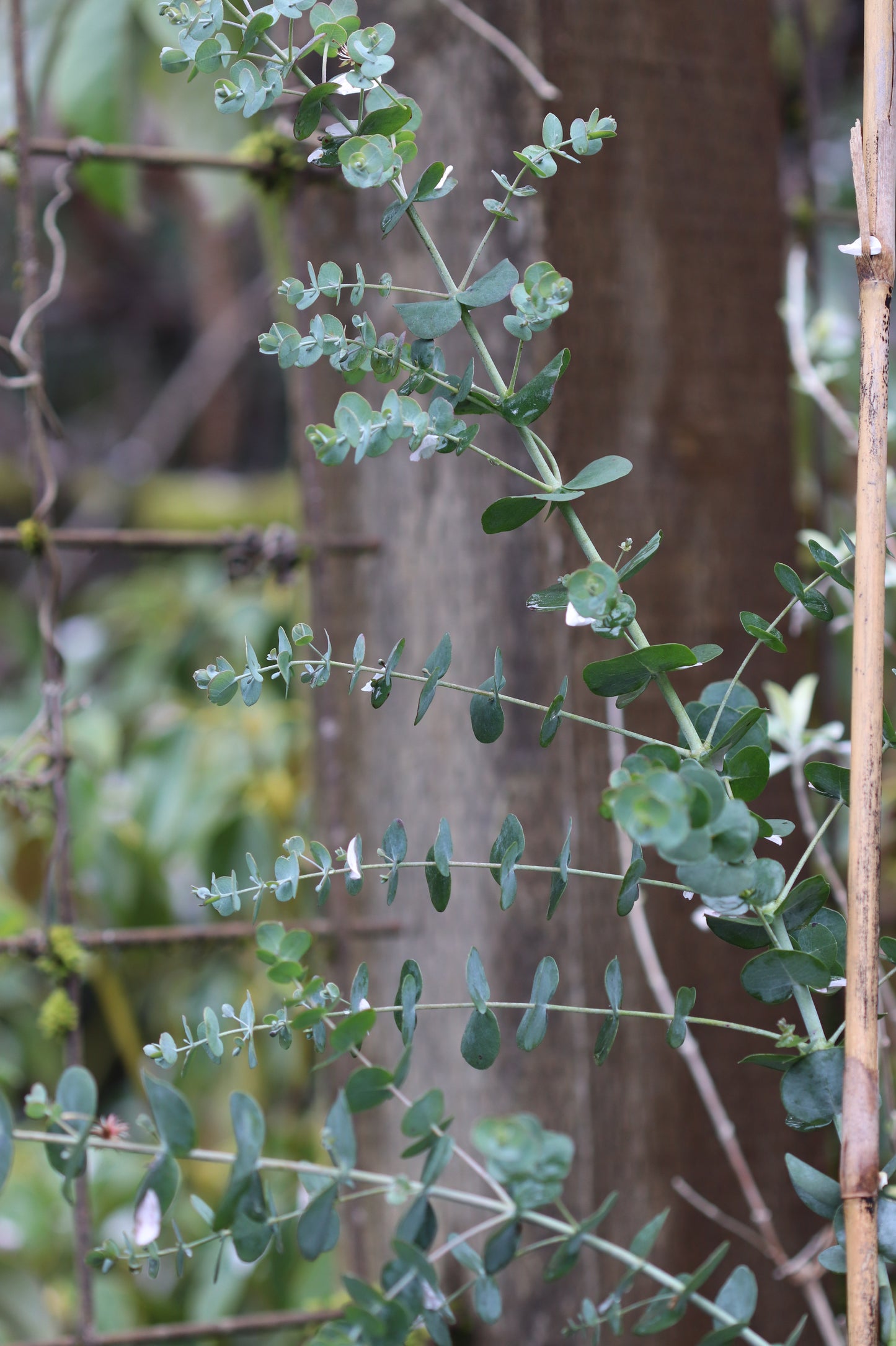 *RETAIL - Eucalyptus glaucescens