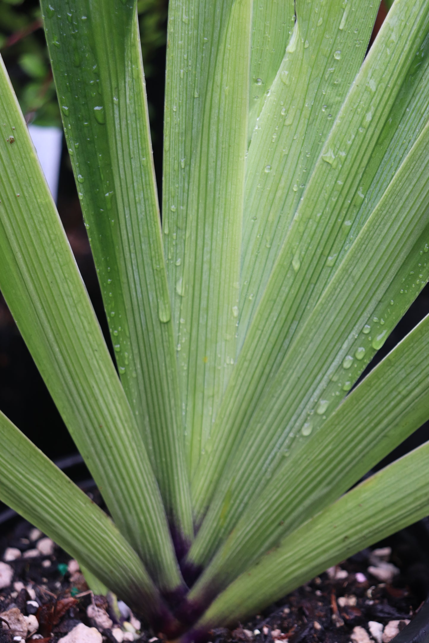*RETAIL - Iris japonica 'Eco Easter'