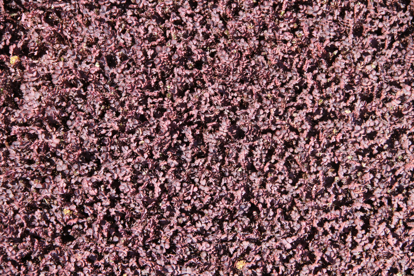*RETAIL - Acaena inermis 'Purpurea'