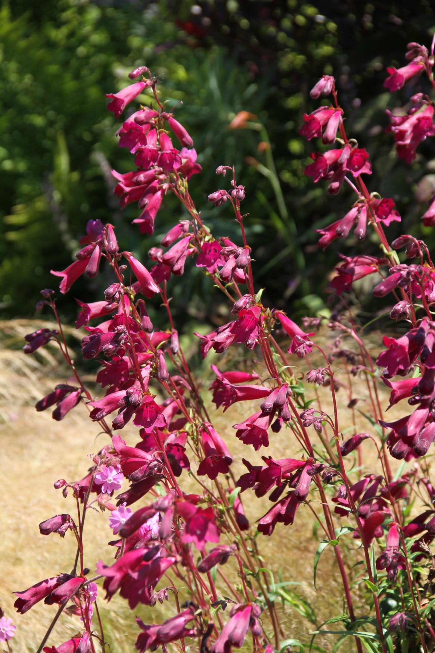 *RETAIL - Penstemon 'Blackbird'