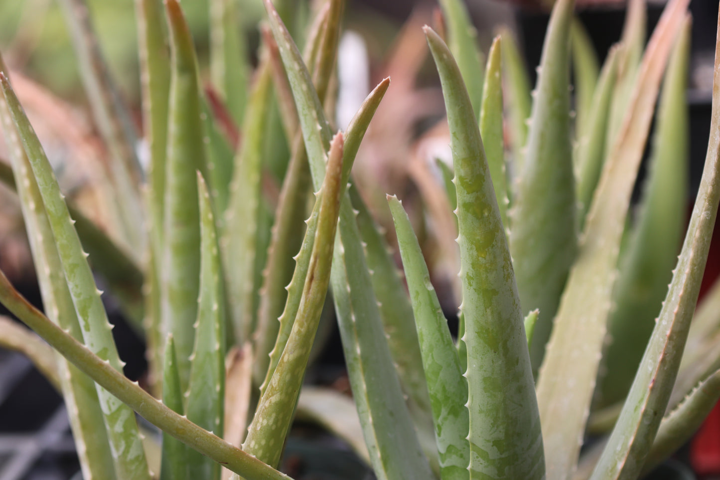 *RETAIL - Aloe vera