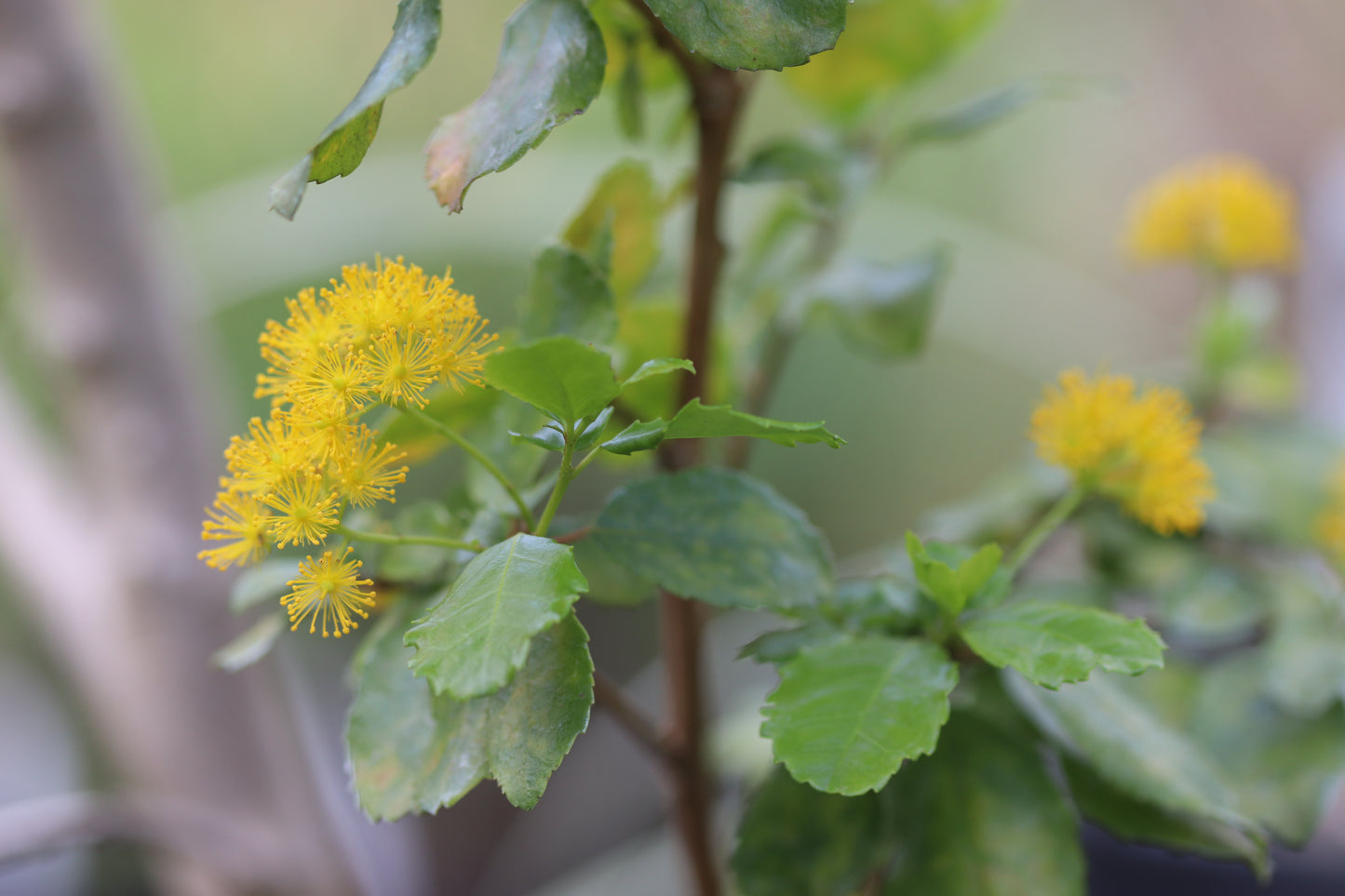 *RETAIL - Azara dentata