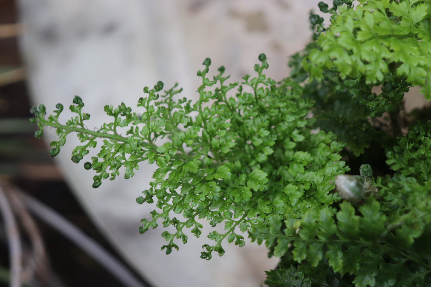 *RETAIL - Polystichum setiferum var. plumosum densum