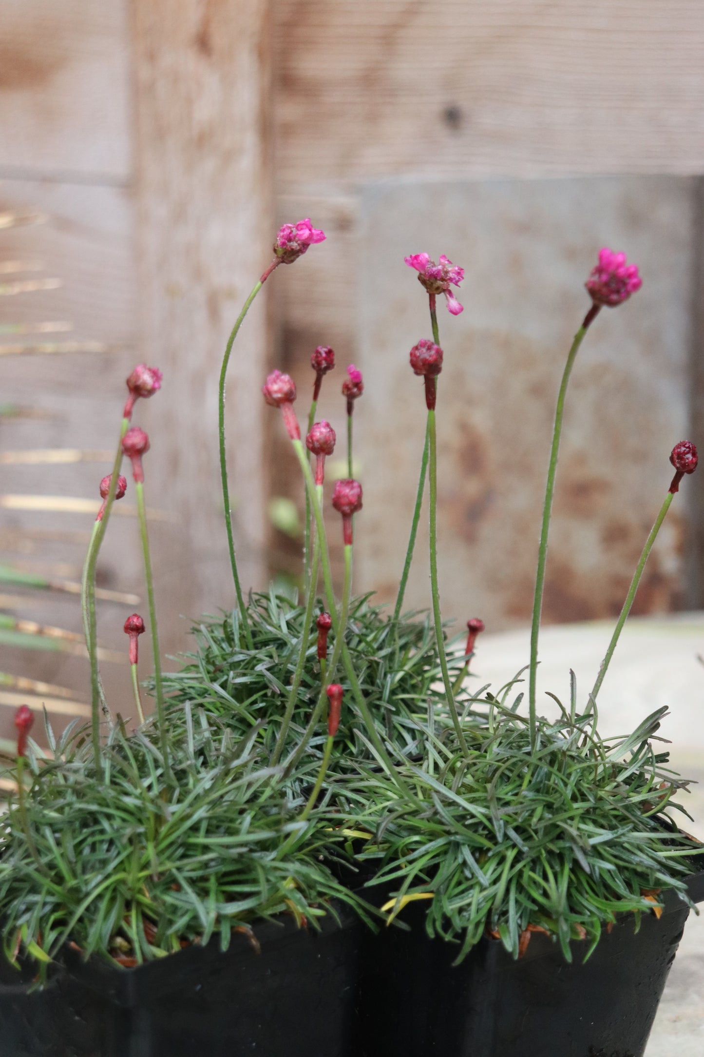 *RETAIL - Armeria maritima 'Rubrifolia'