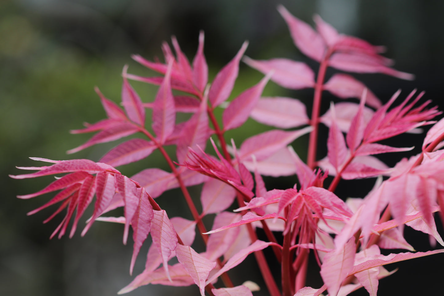Toona sinensis 'Flamingo'