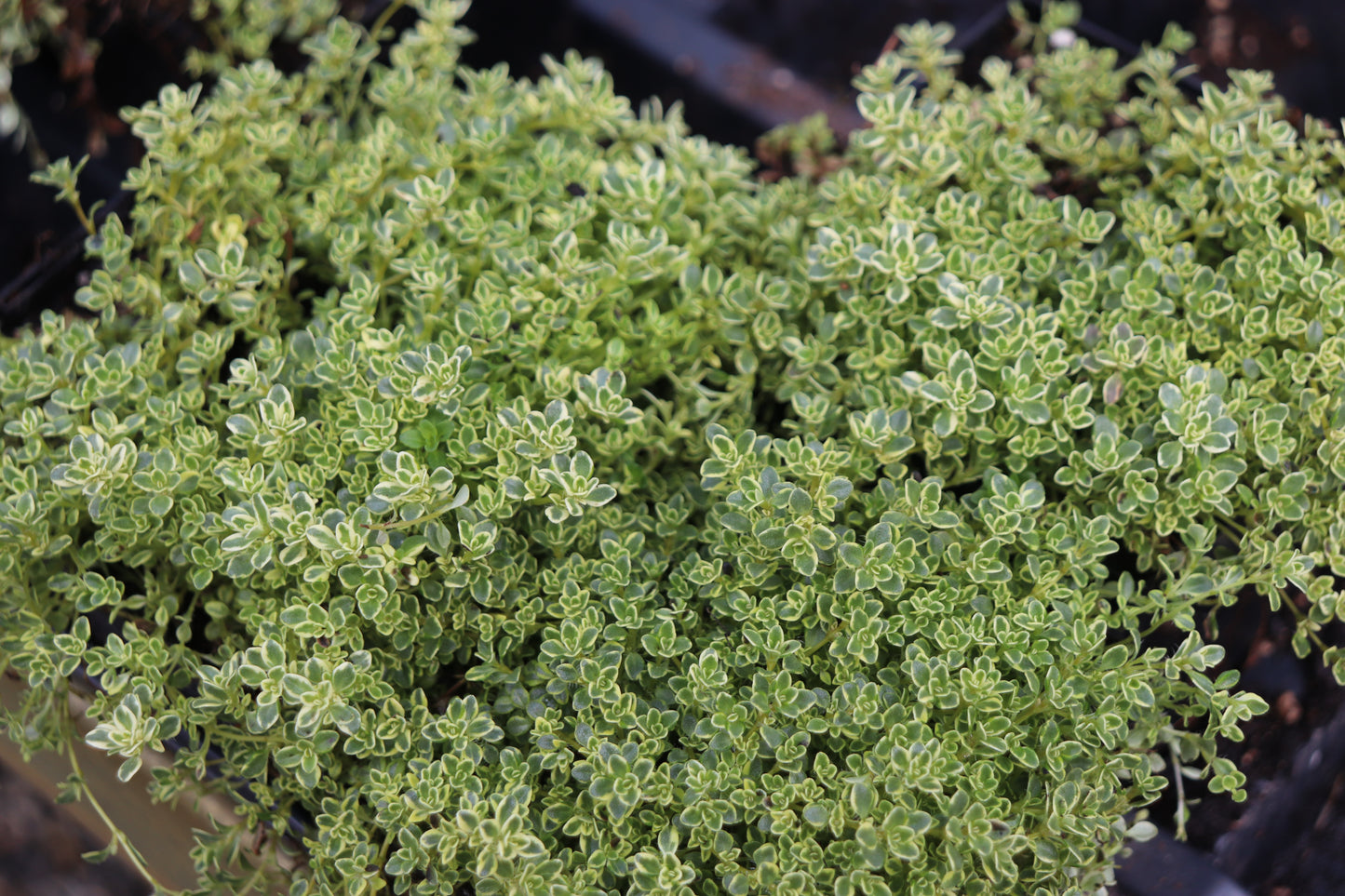 *RETAIL - Thymus praecox 'Highland Cream'