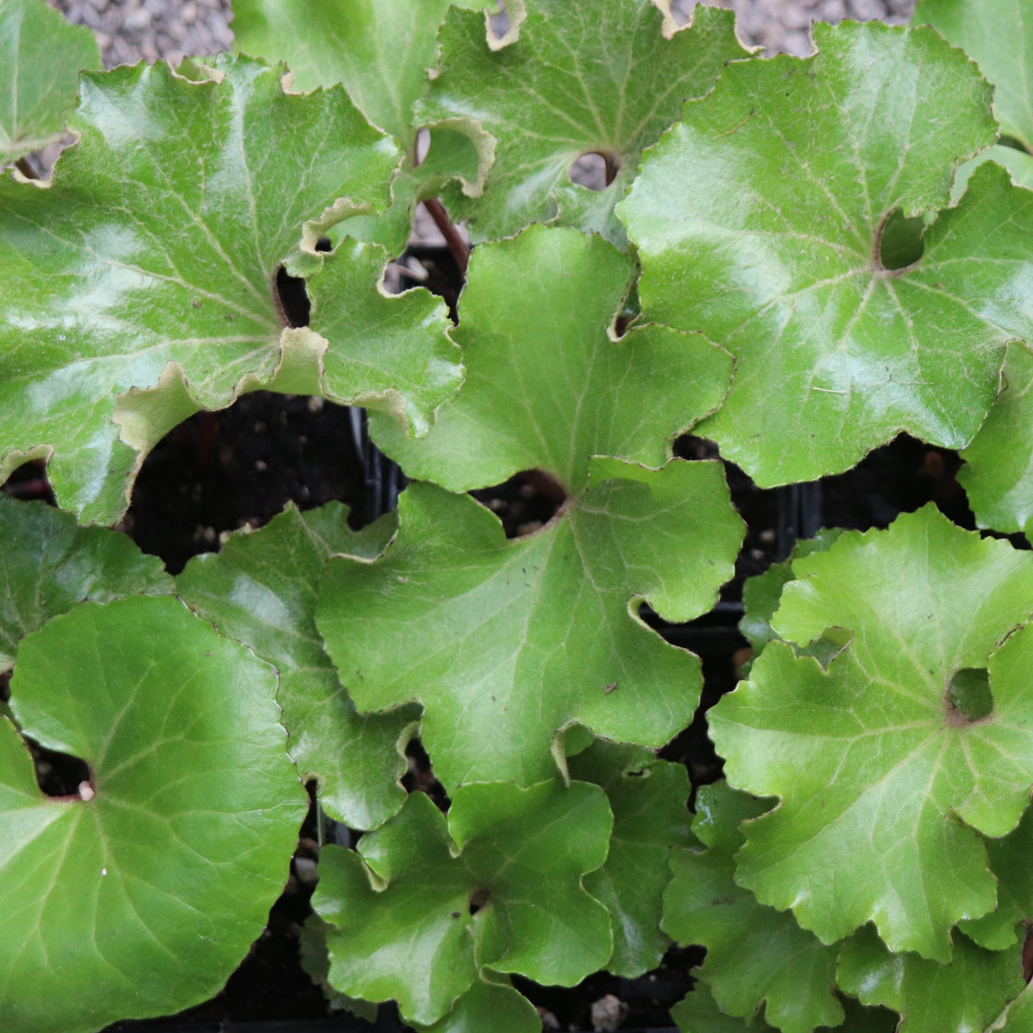 *RETAIL - Farfugium 'Wavy Gravy'