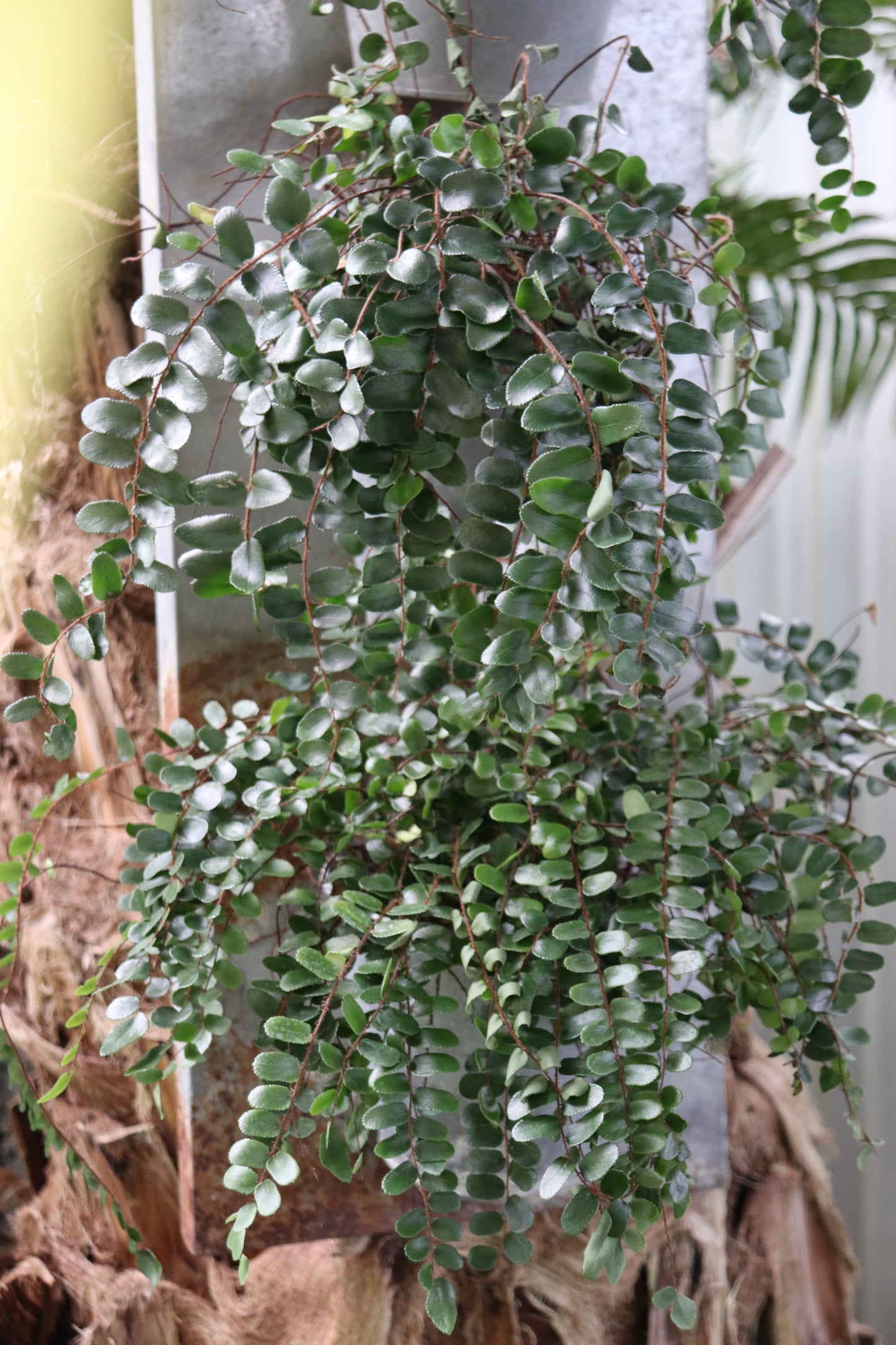 *RETAIL - Pellaea rotundifolia
