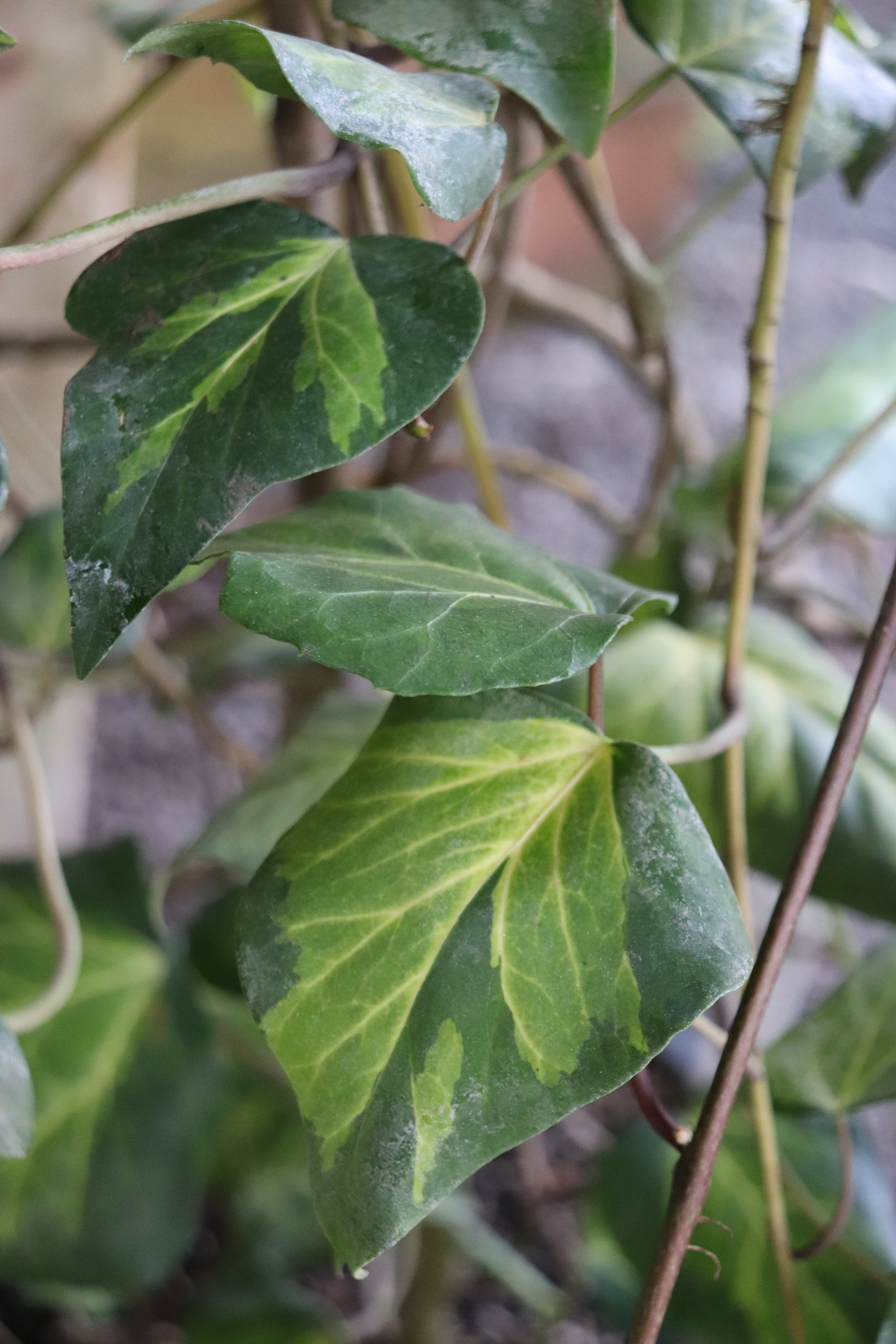 RETAIL - Hedera canariensis 'Sulphur Heart' – Cistus Nursery