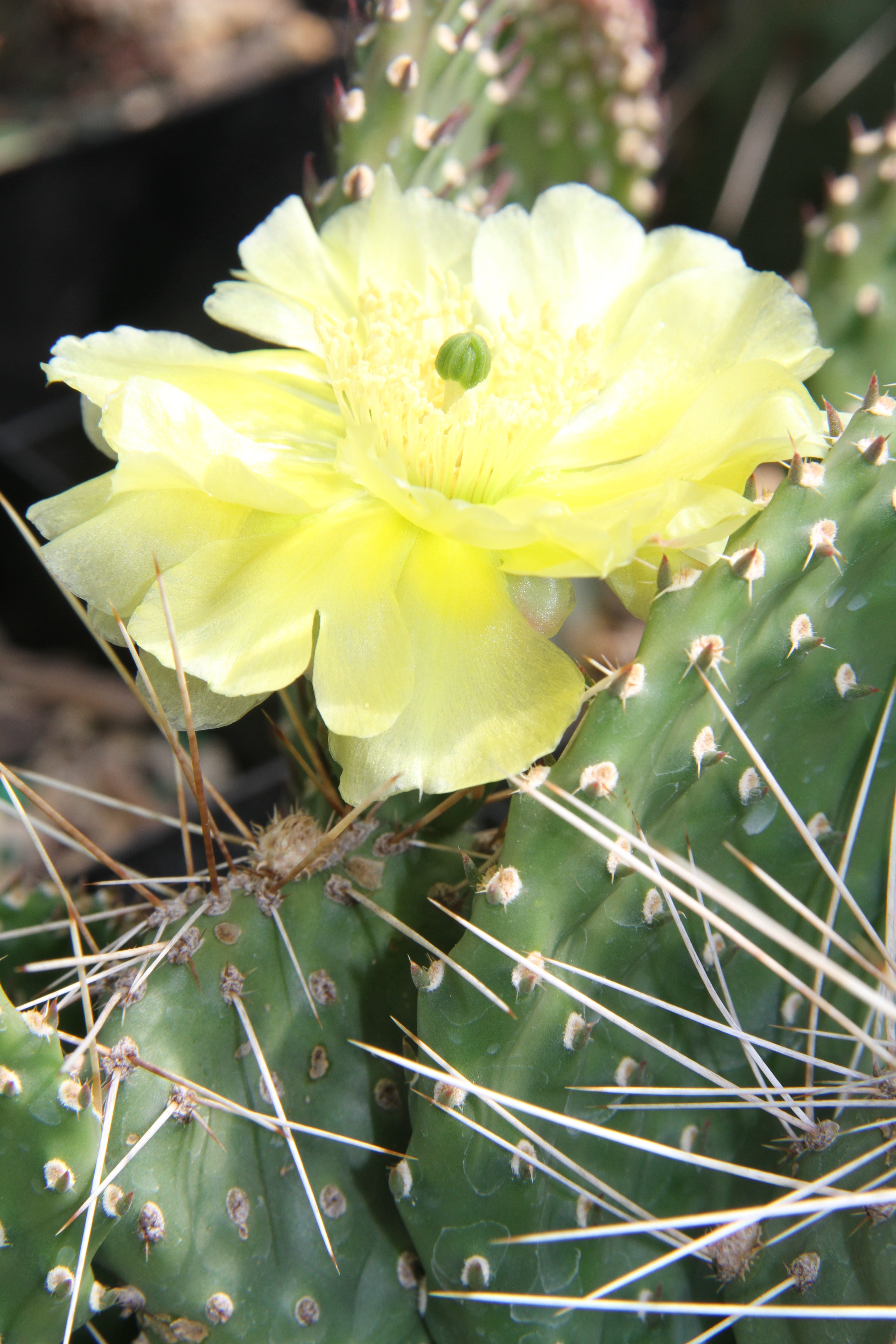 prickly pear cactus yellow flowers Opuntia potsii var. montana – Cistus Nursery