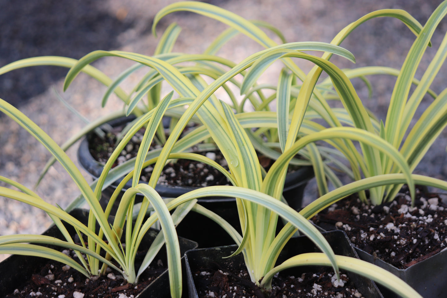 *RETAIL - Agapanthus 'Summer Gold'