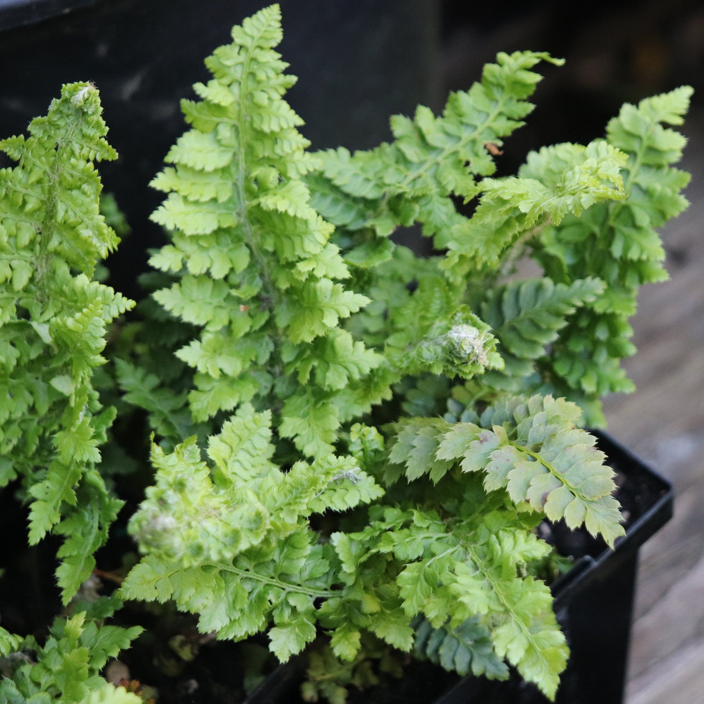 *RETAIL - Polystichum setiferum 'Congestum'