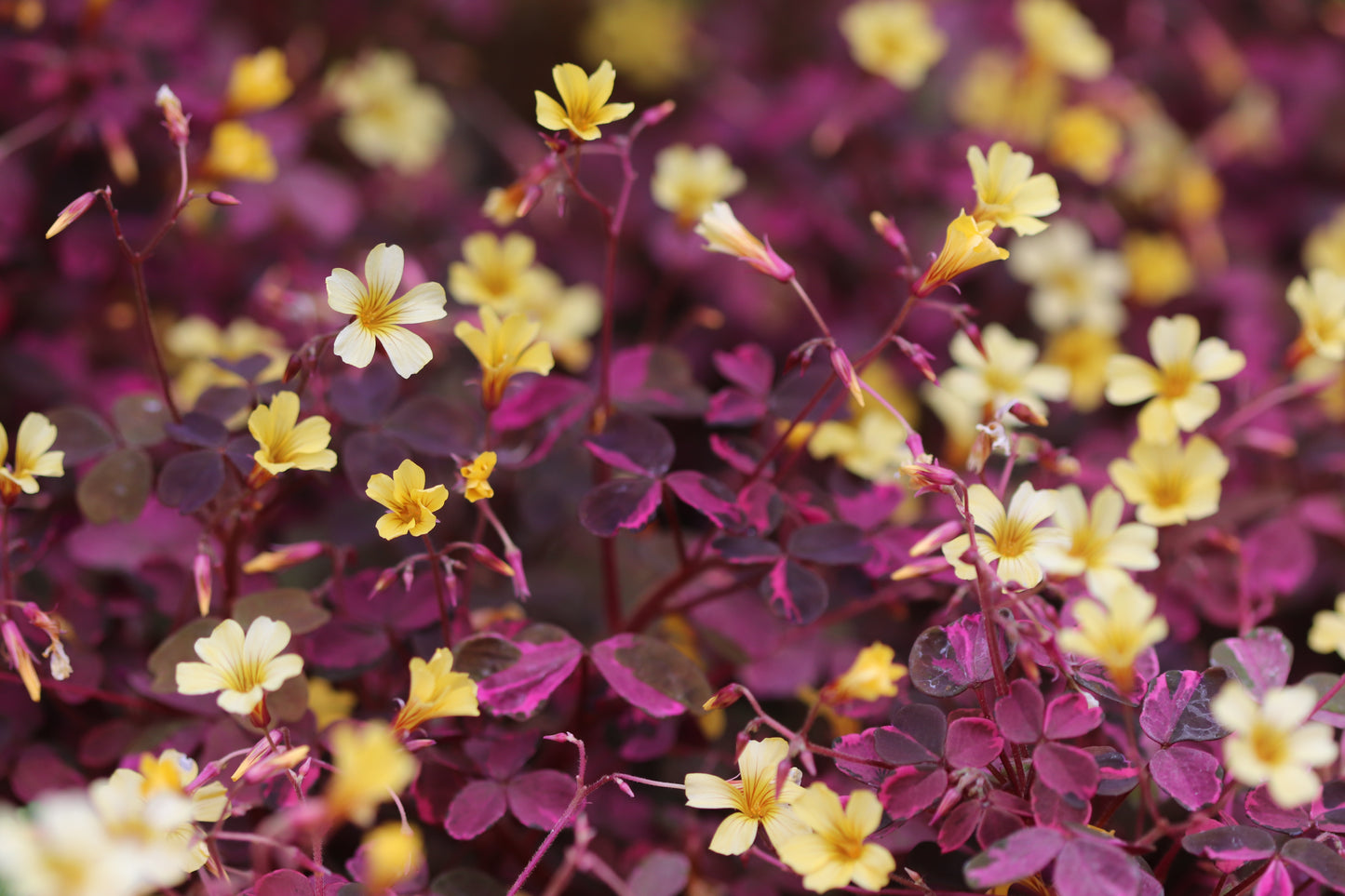 *RETAIL - Oxalis 'Plum Crazy'