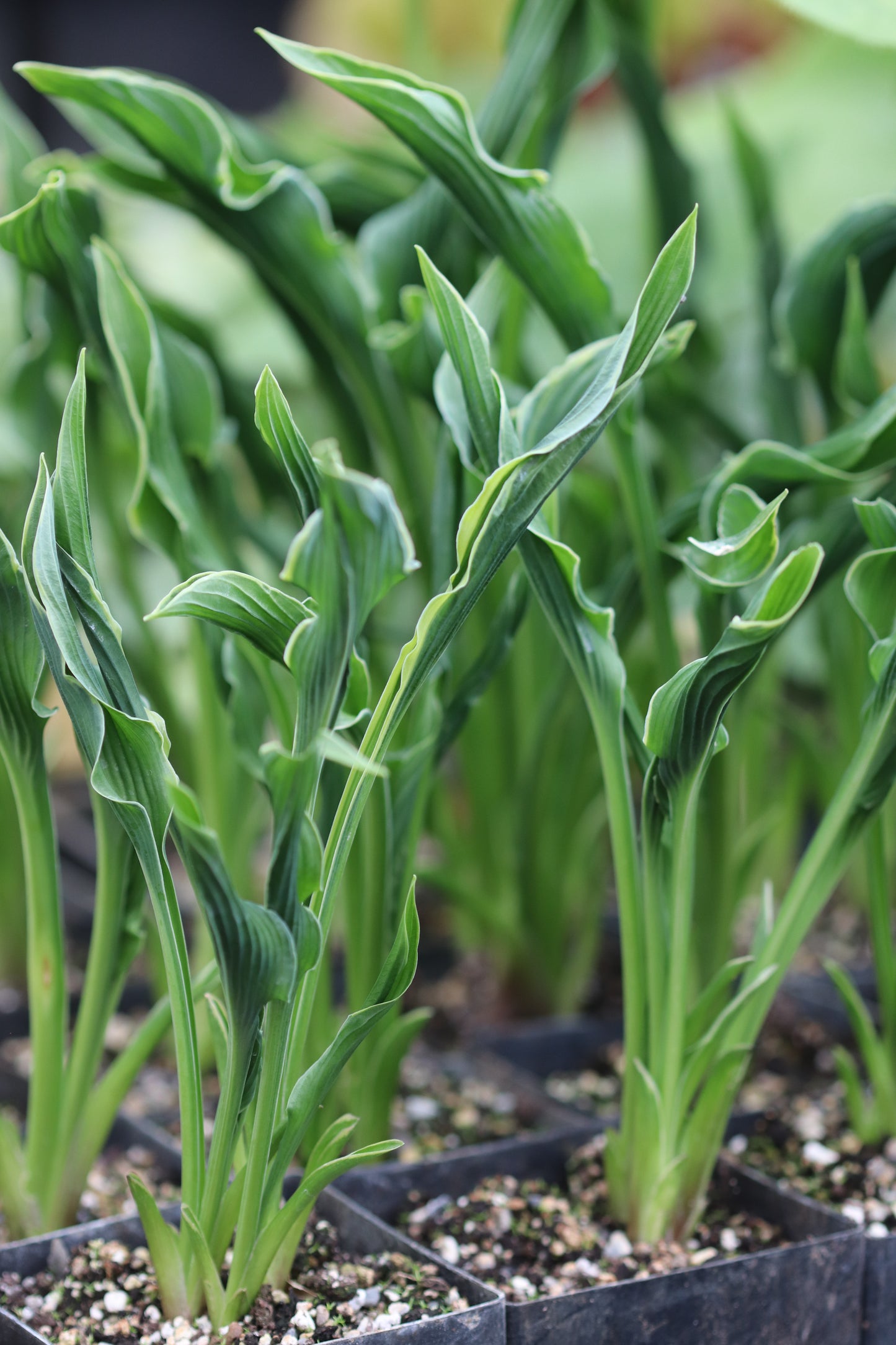 Hosta 'Praying Hands'