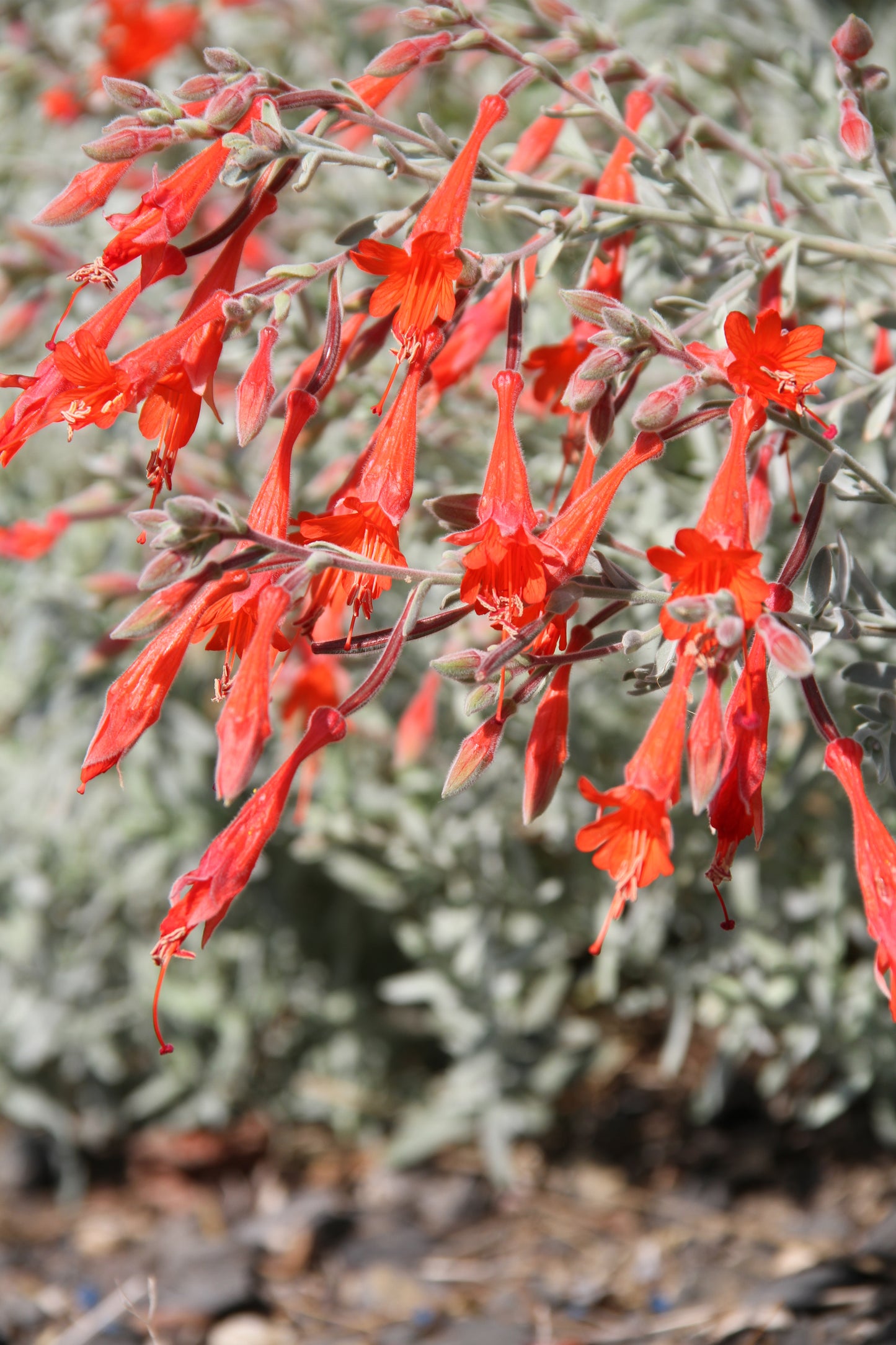 *RETAIL - Zauschneria californica 'Calistoga'