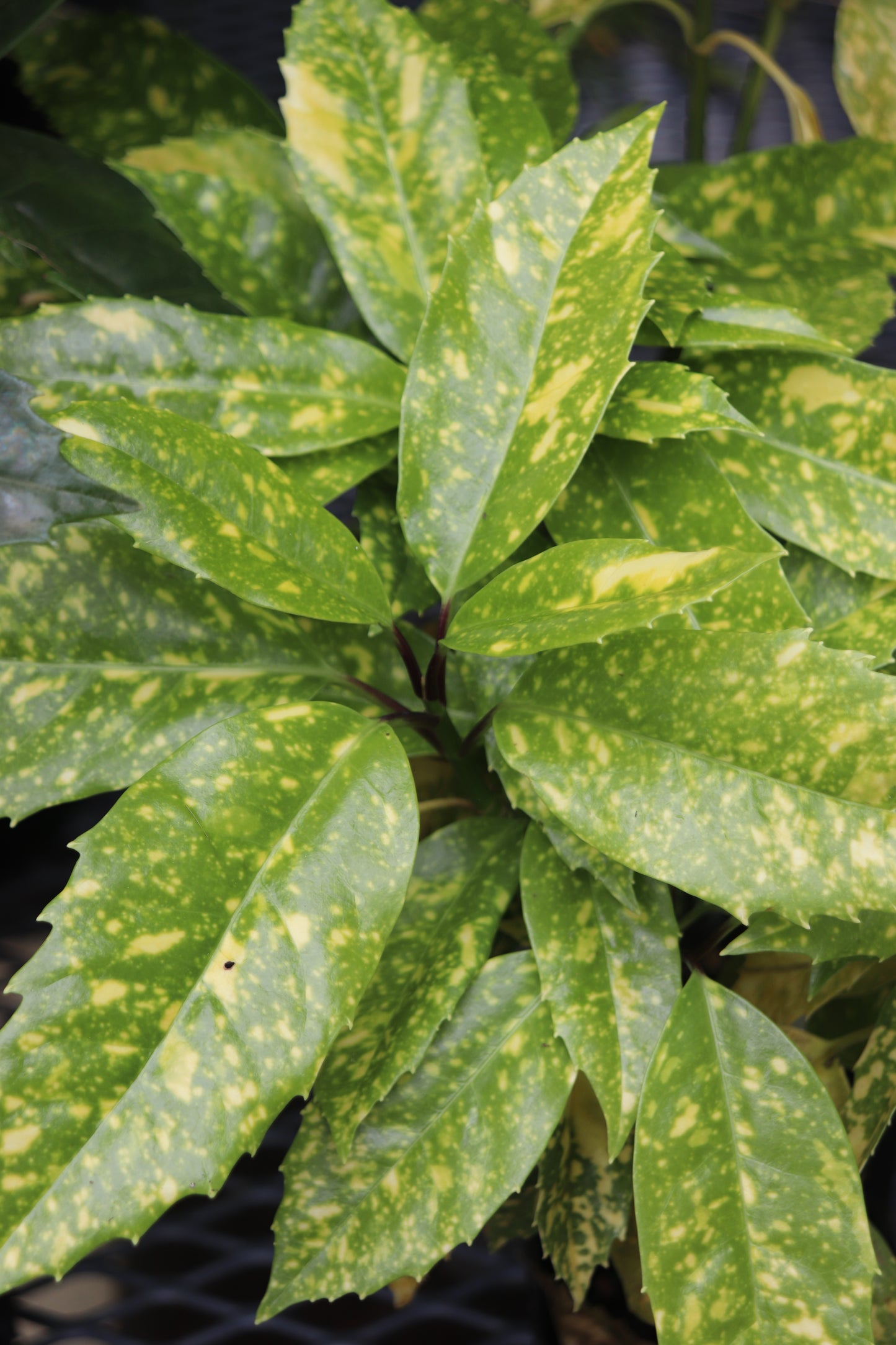 Aucuba japonica 'Spek'