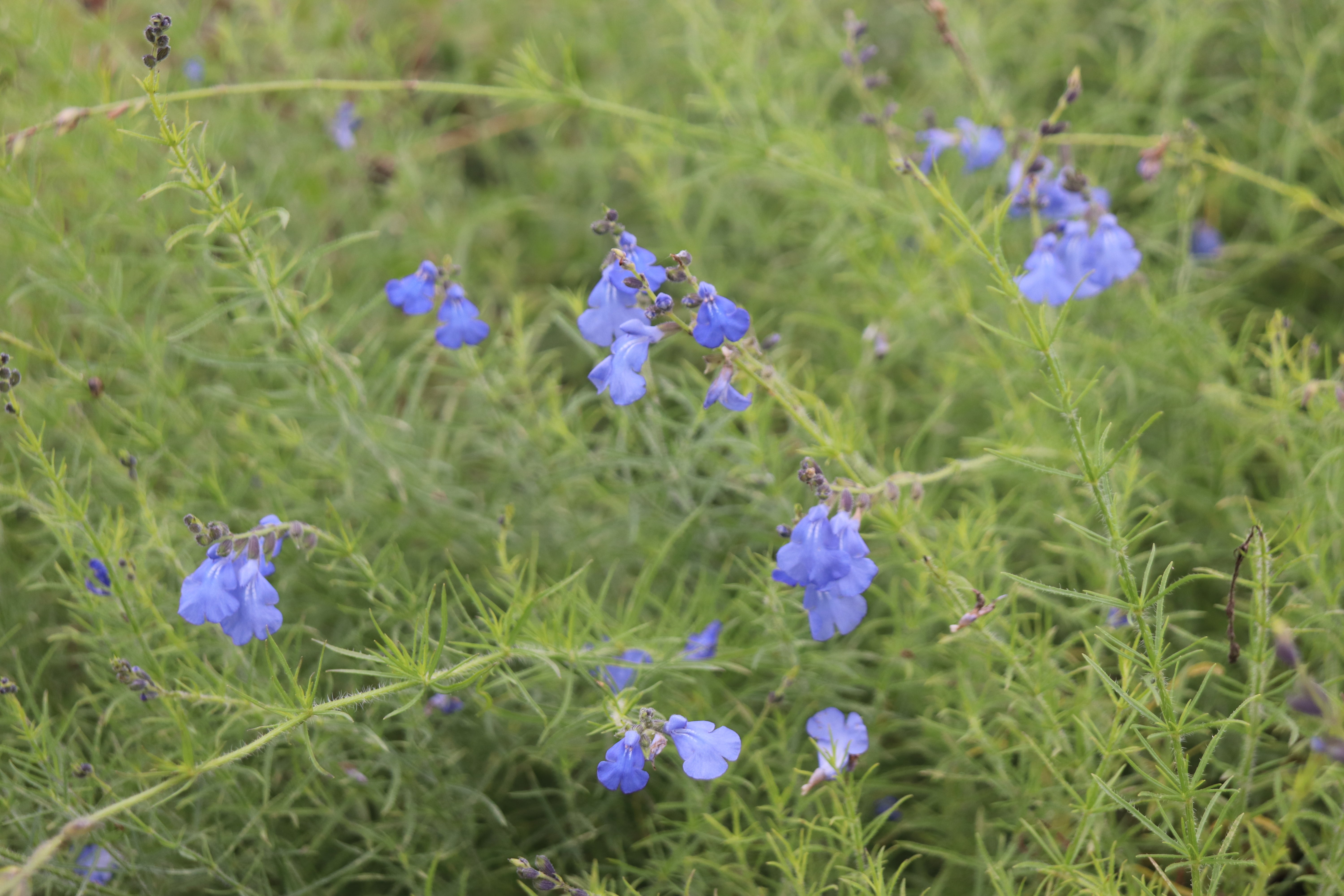 Salvia reptans – Cistus Nursery