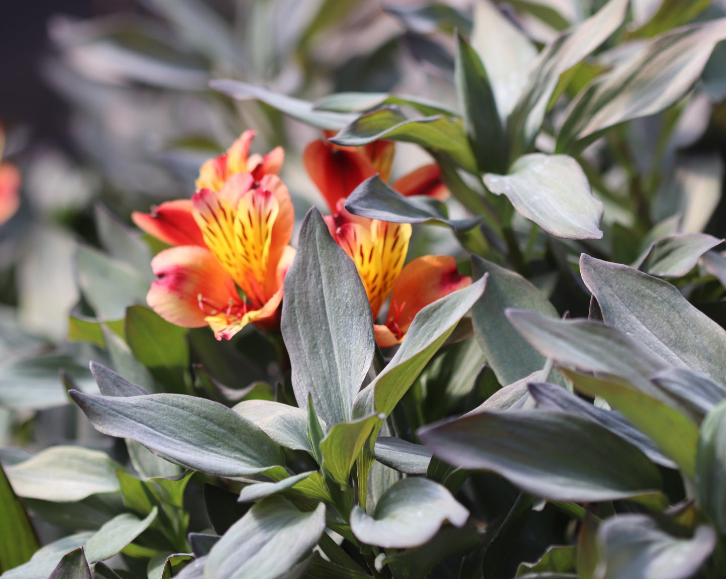 Alstroemeria 'Indian Summer'