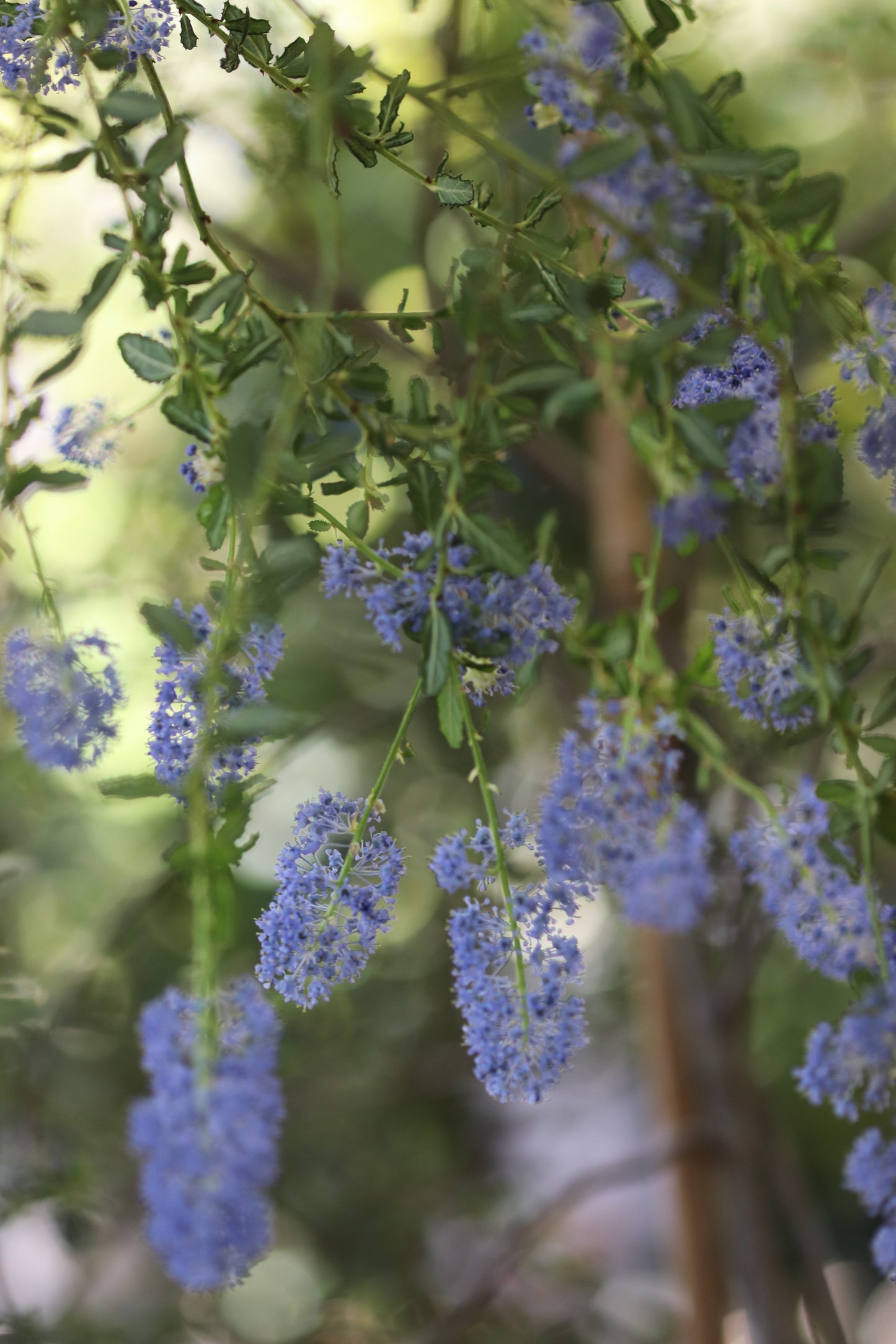 *RETAIL - Ceanothus dentatus 'Bluette'