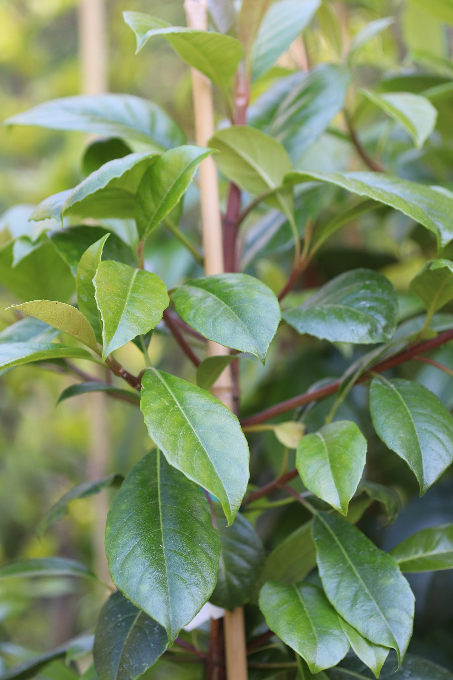 *RETAIL - Hydrangea seemannii