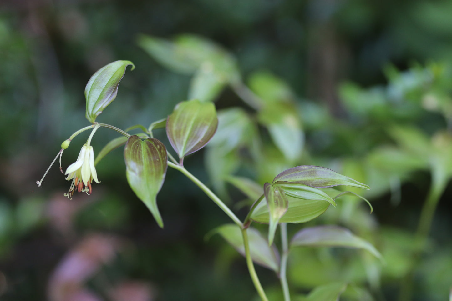 *RETAIL - Disporum cantoniense 'Golden Temple'