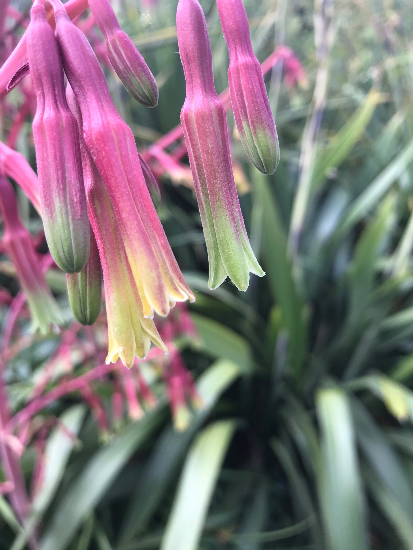 Beschorneria stricta 'Tip-a-LaPeña'