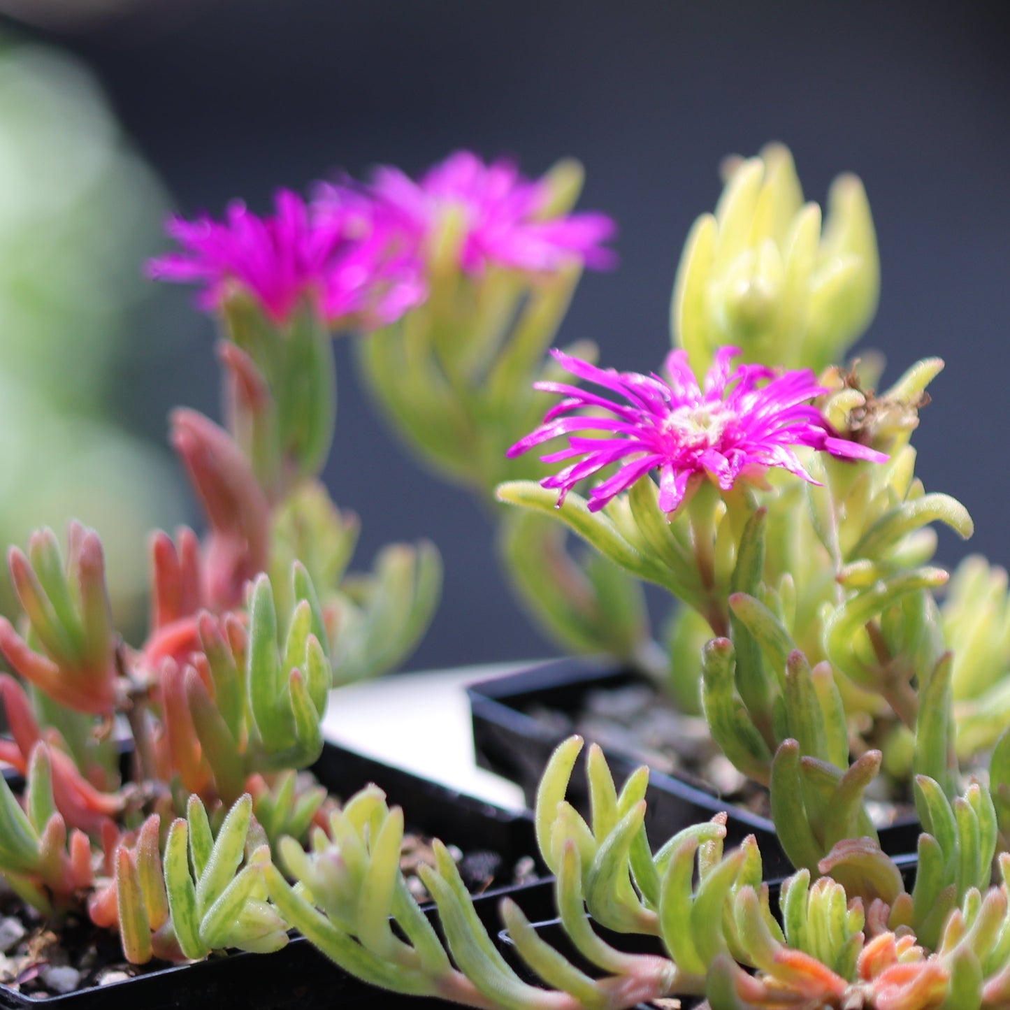 *RETAIL - Delosperma cooperi 'Variegata'