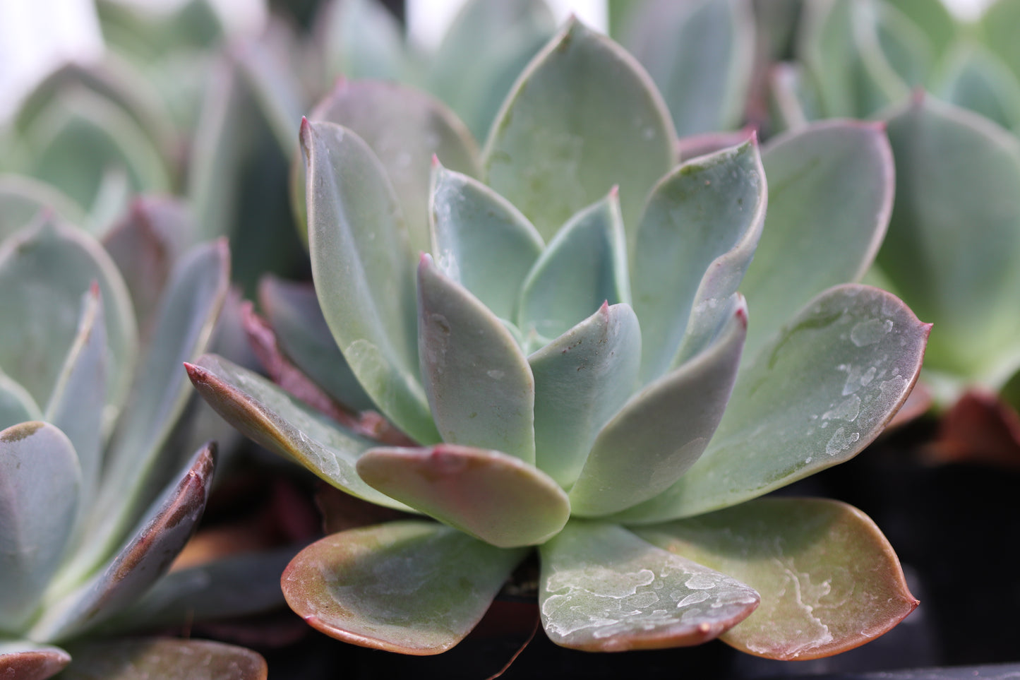 *RETAIL - Echeveria 'Blue Prince'