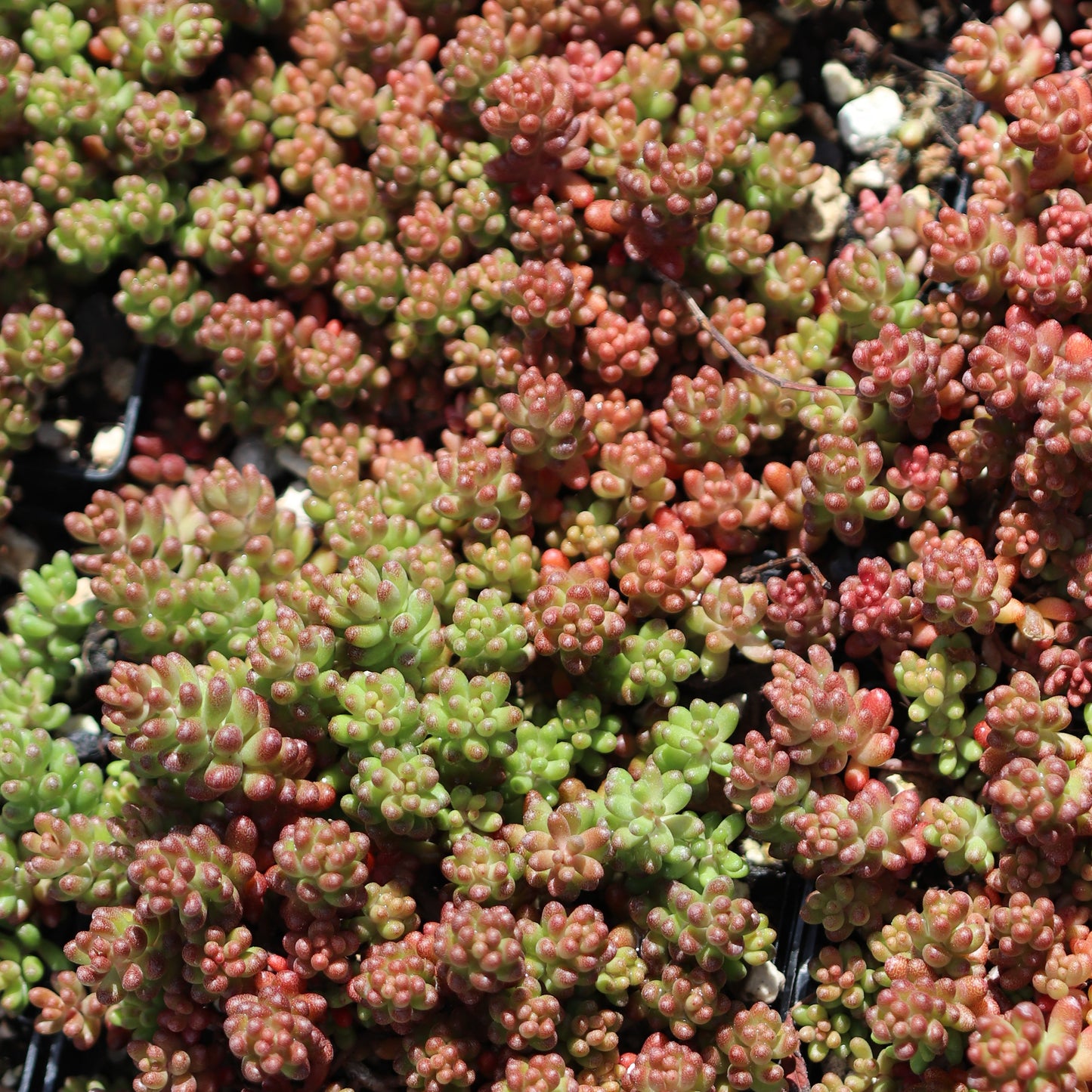 *RETAIL - Sedum album ‘Black Pearl'