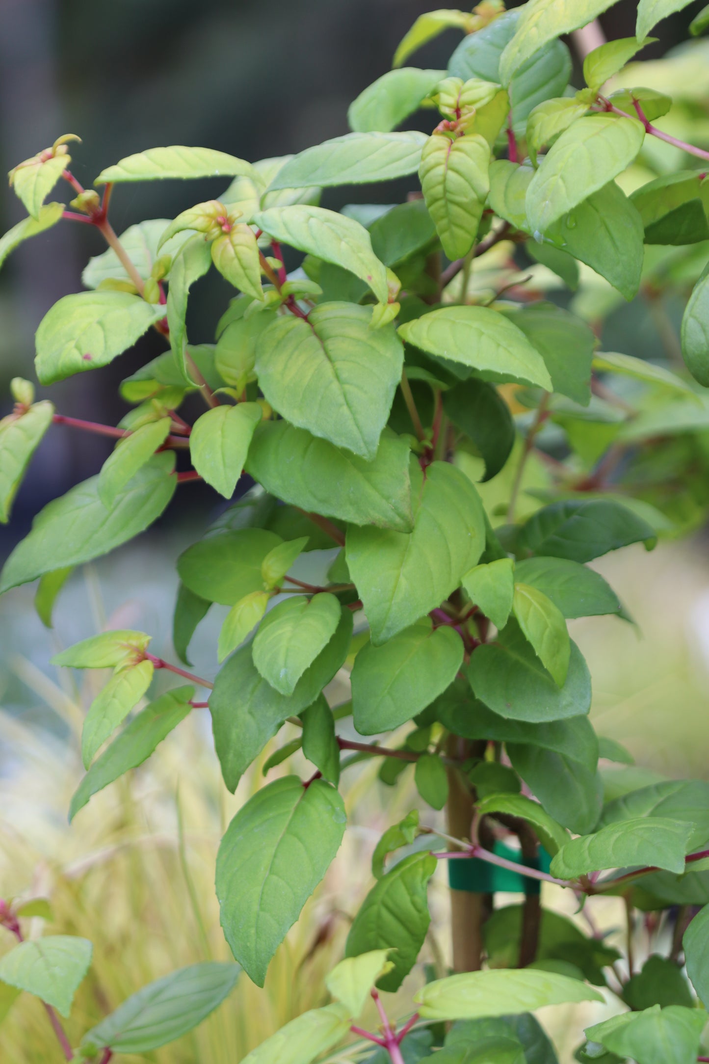 *RETAIL - Fuchsia 'Golden Harold'