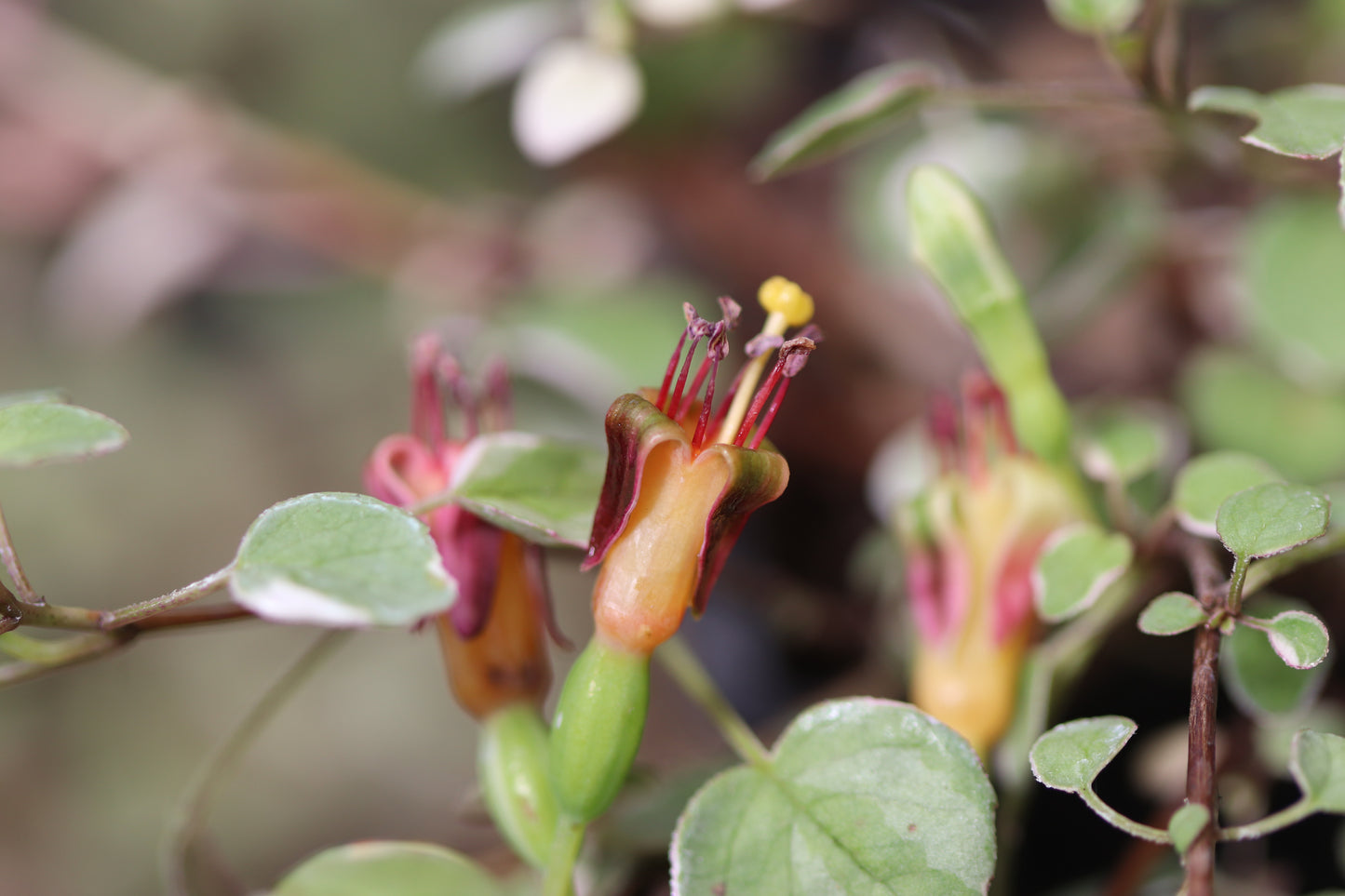 *RETAIL - Fuchsia procumbens 'Mary Miller'